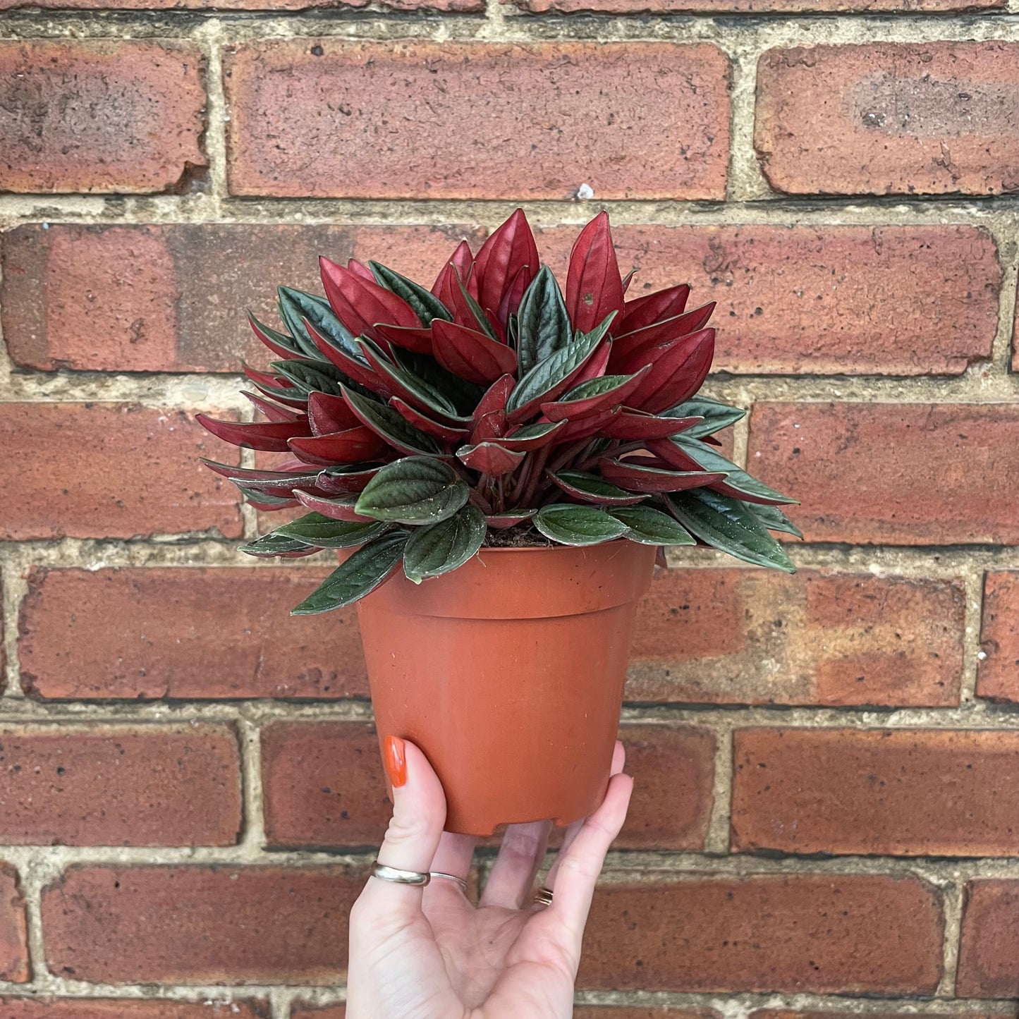 Peperomia Caperata Rosso 12cm pot