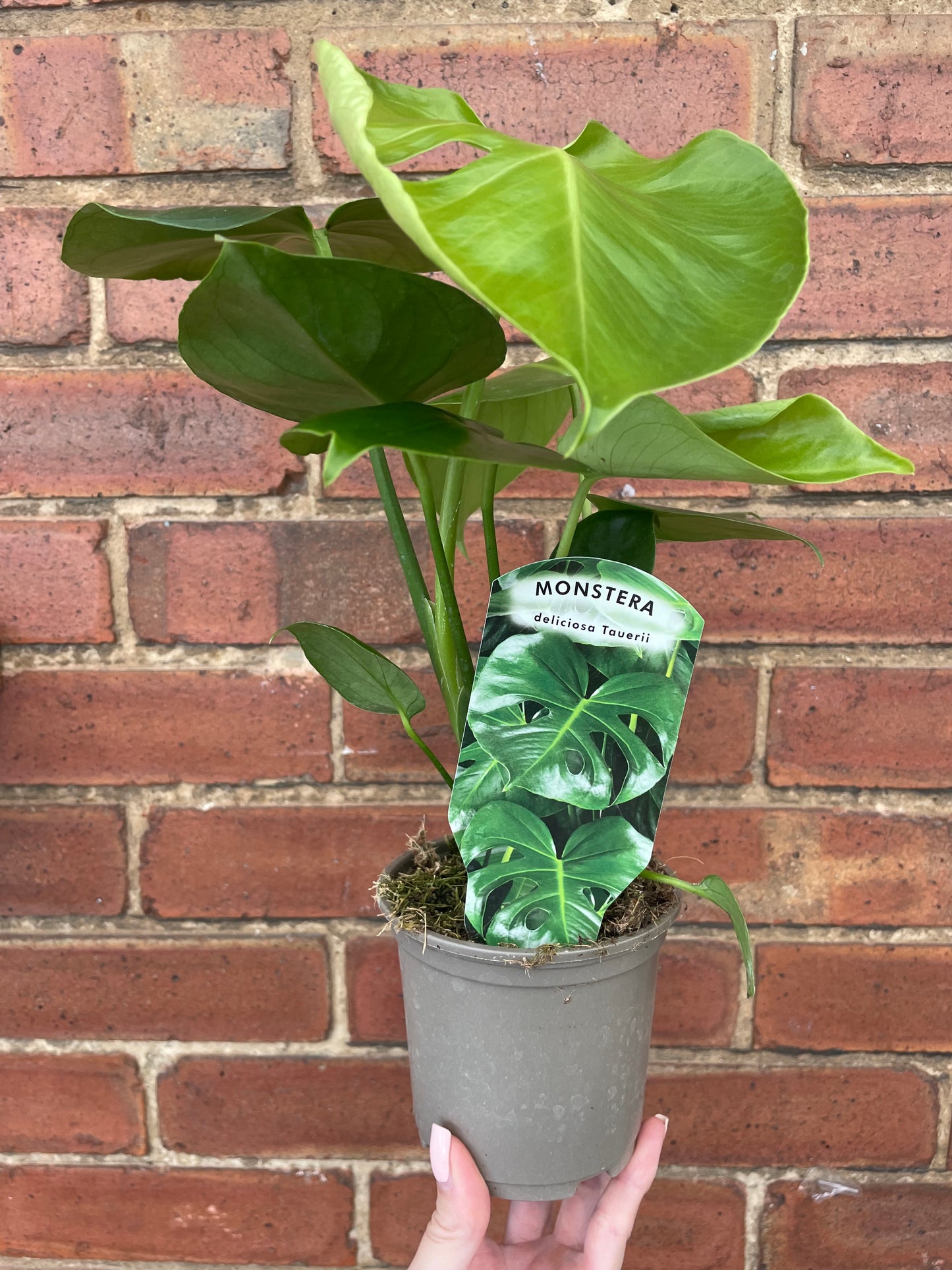 Monstera Deliciosa Swiss Cheese Plant