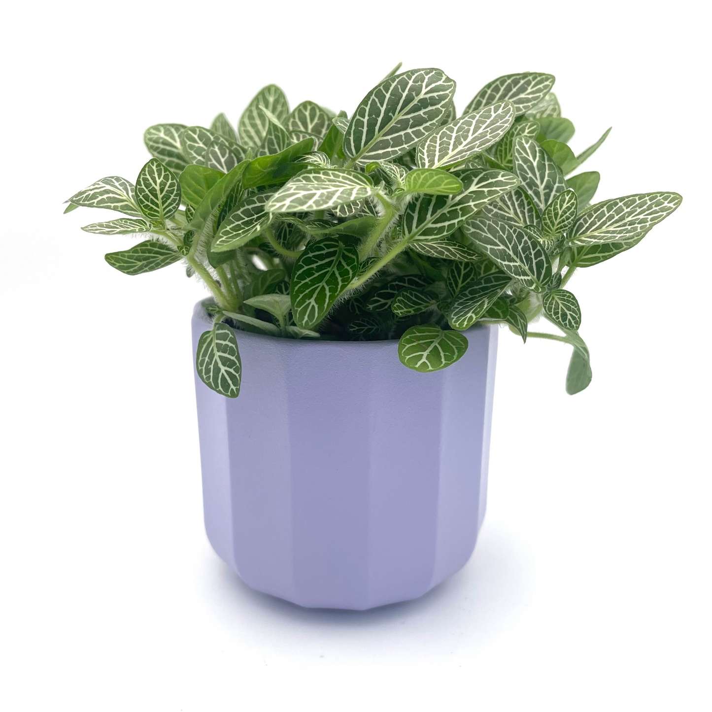 Geometric Lilac Mini Plant Pot-7cm