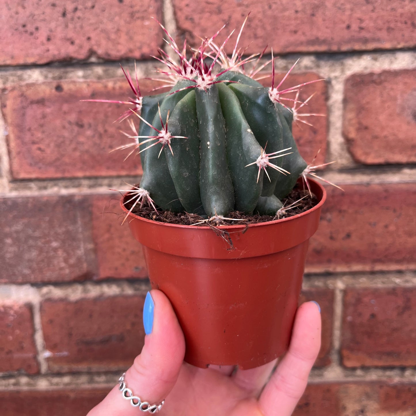 Cactus Mix