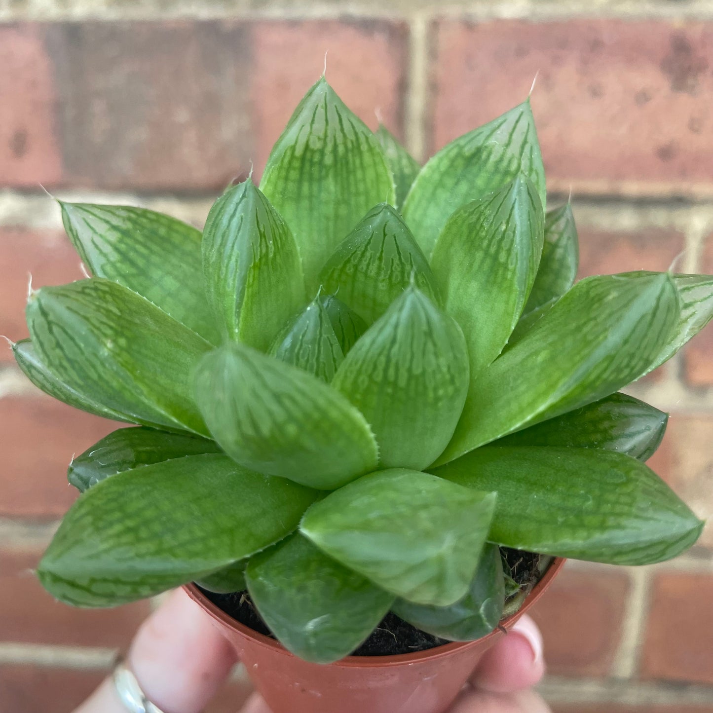 Baby Haworthia Cooperi