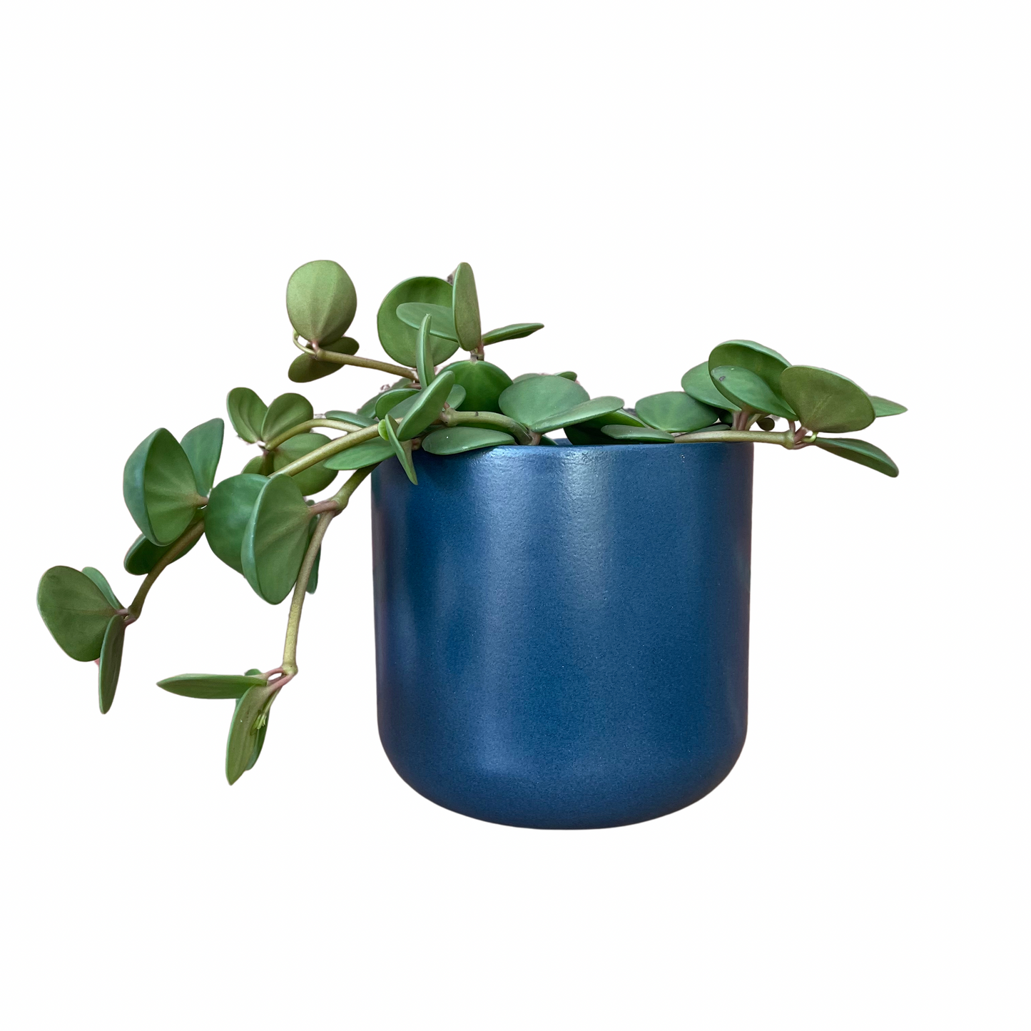 Navy Lisbon Ceramic Indoor Plant Pot 13.5cm