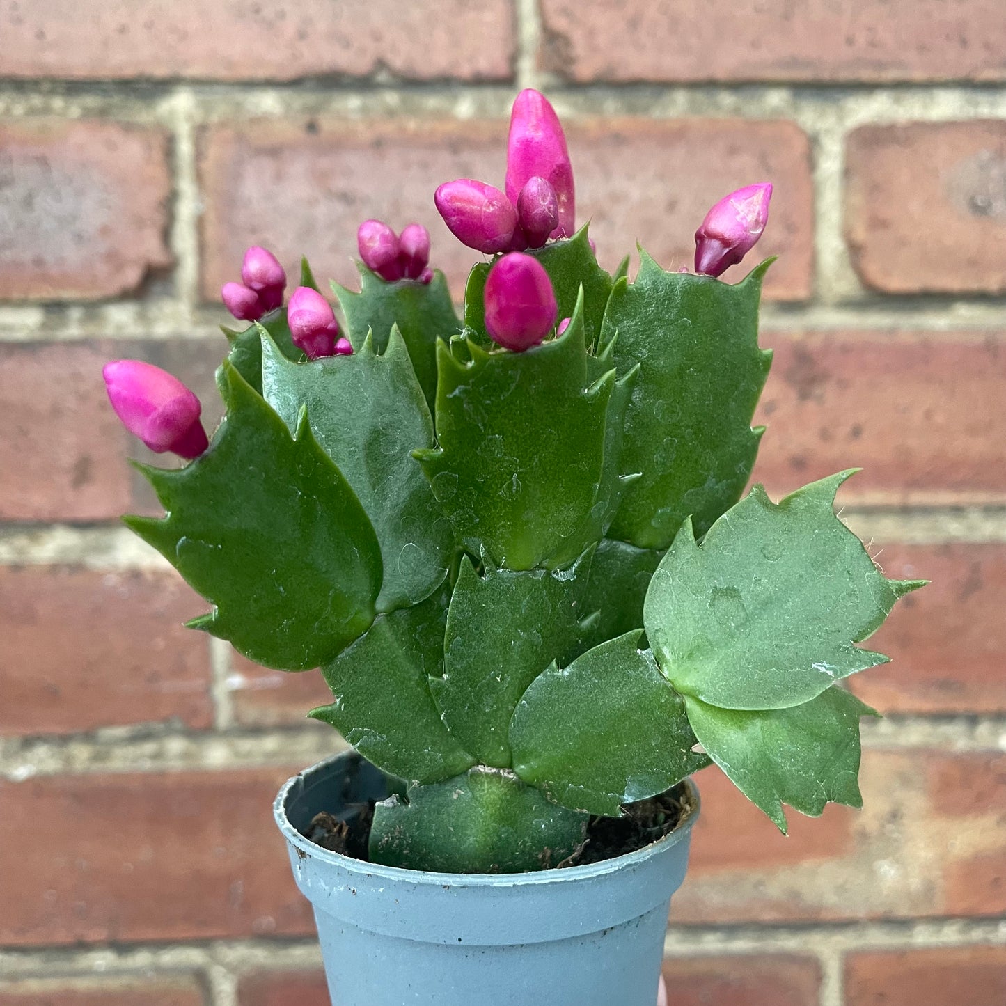 Baby Schlumbergera Christmas Cactus