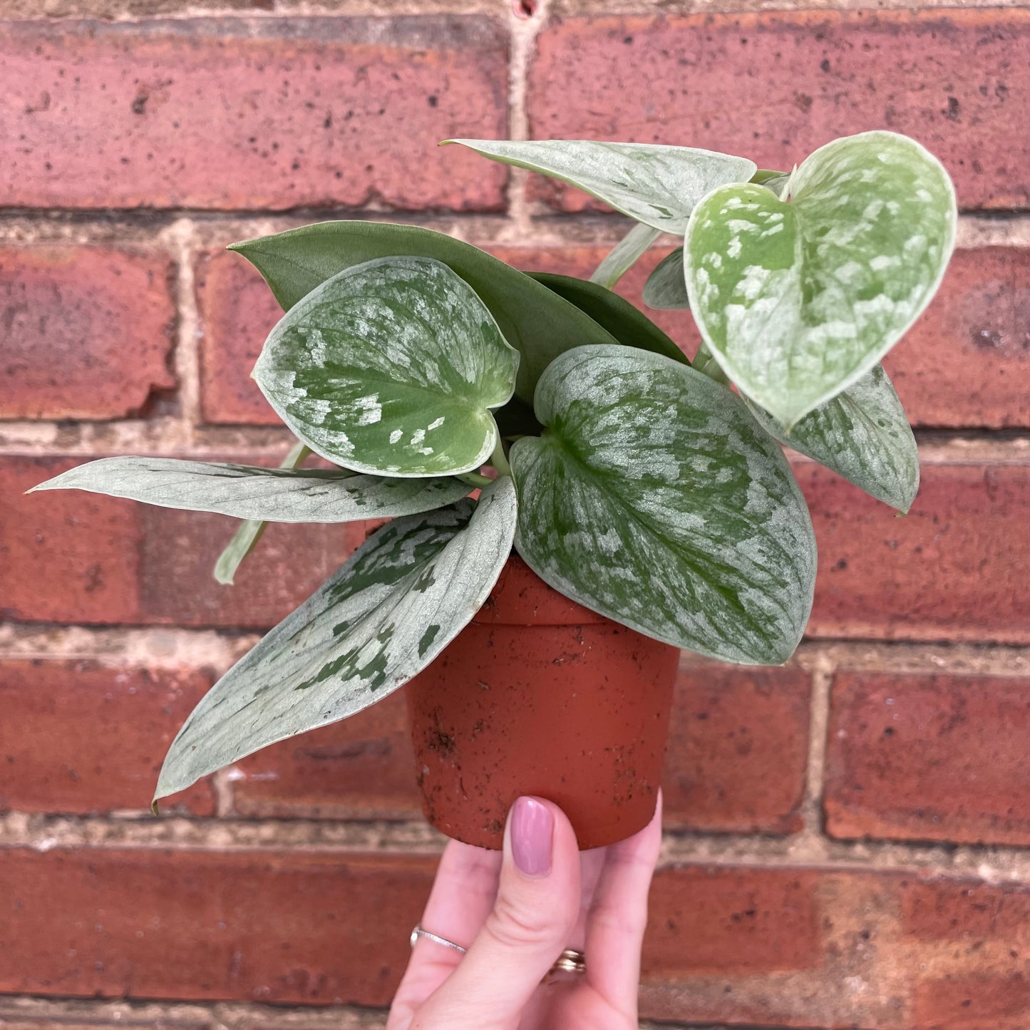 Scindapsus Pictus Silvery Ann Satin Pothos