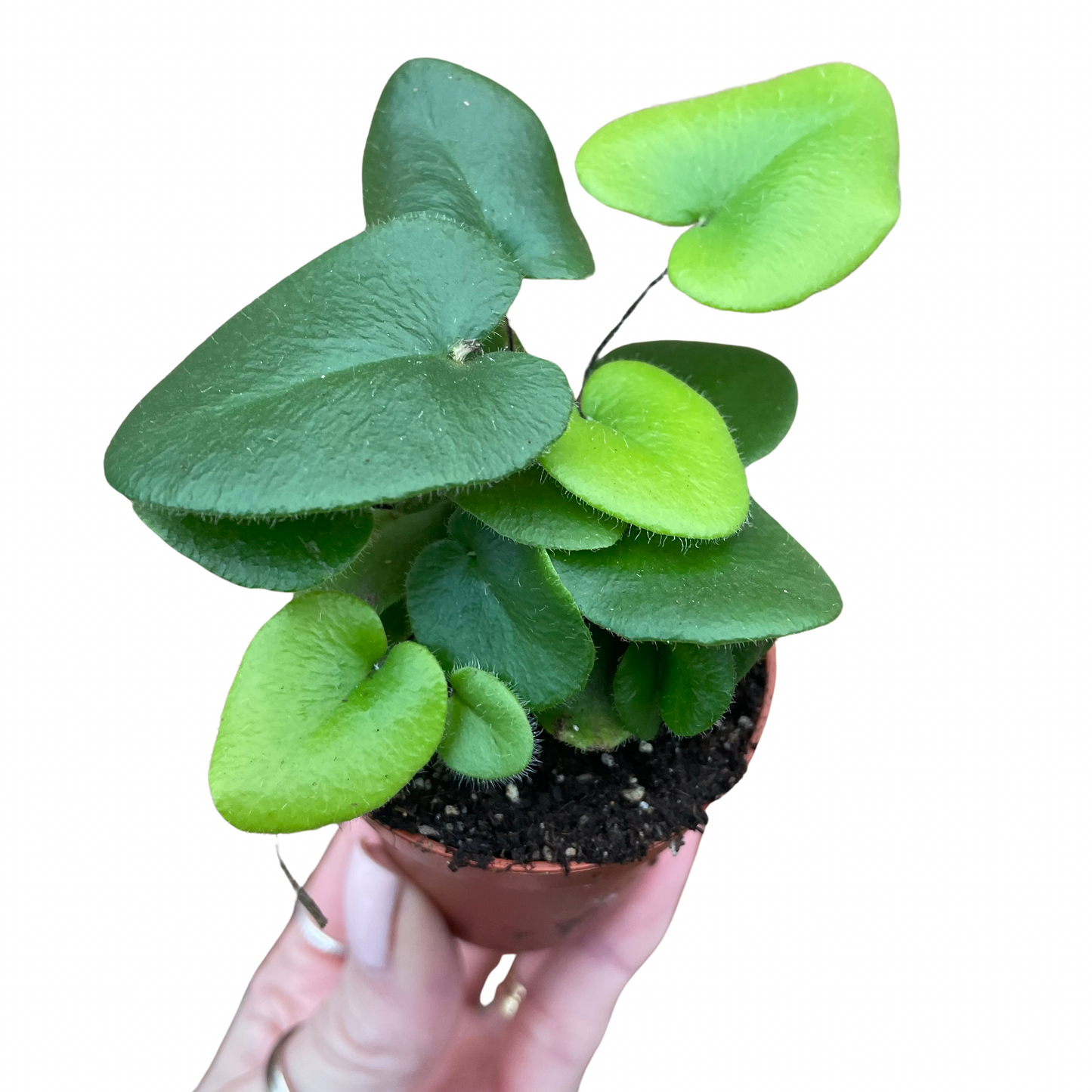 Baby Heart Fern