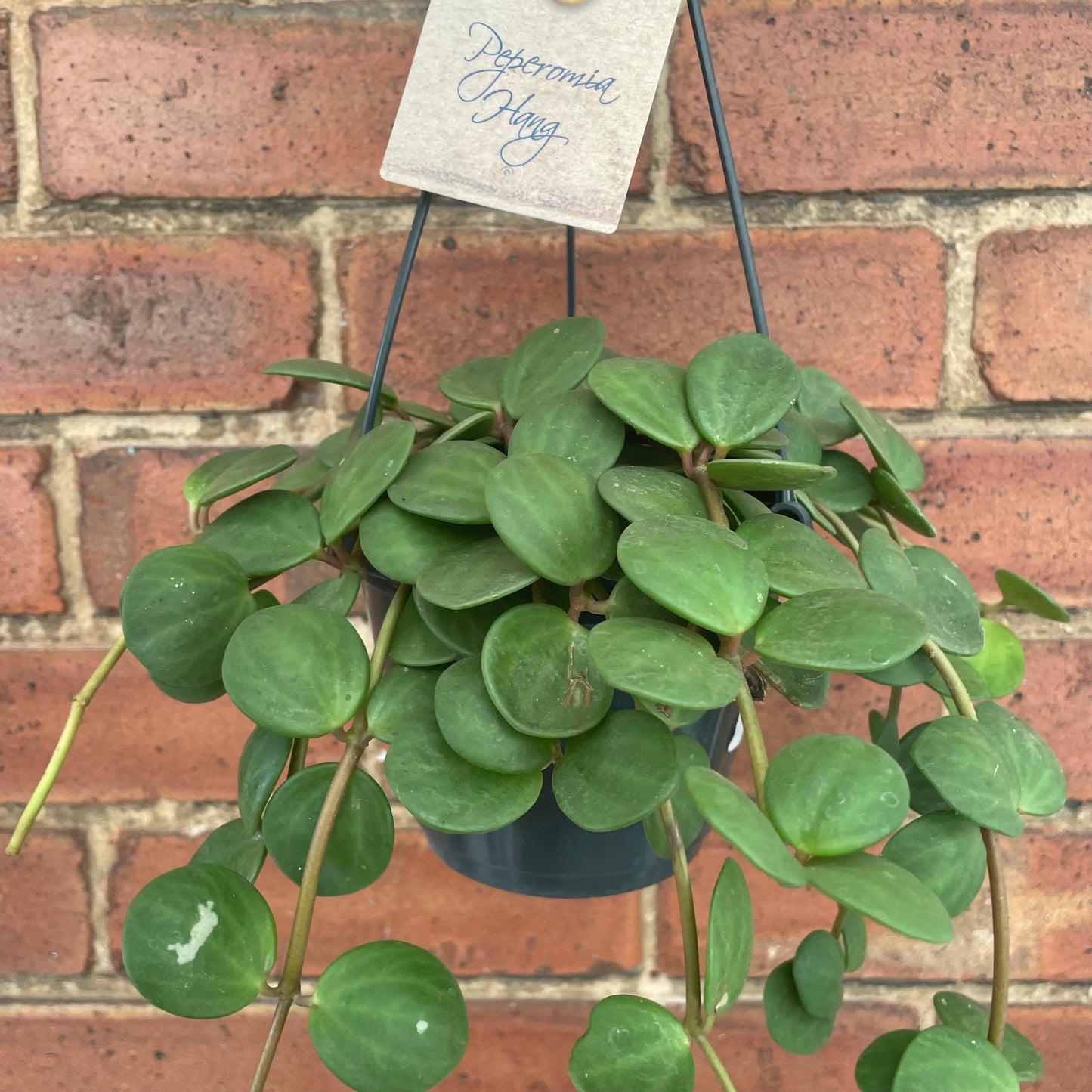 Peperomia Hope