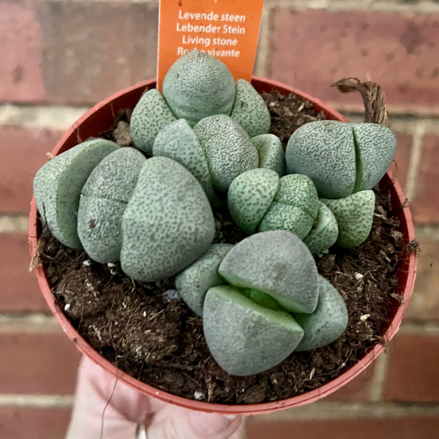 Living Stone/Lithops