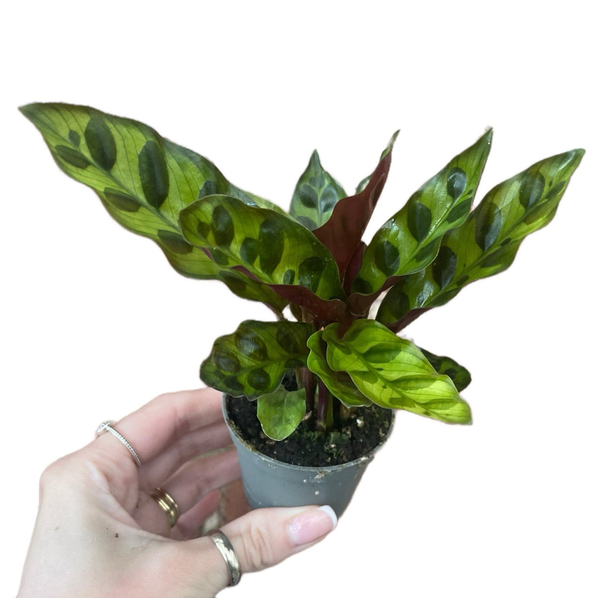 Baby Calathea Lancifolia Rattlesnake