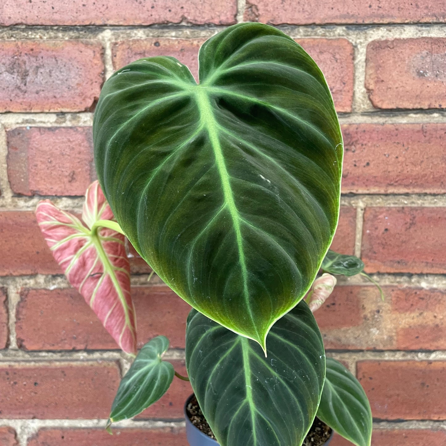 Philodendron El Choco Red