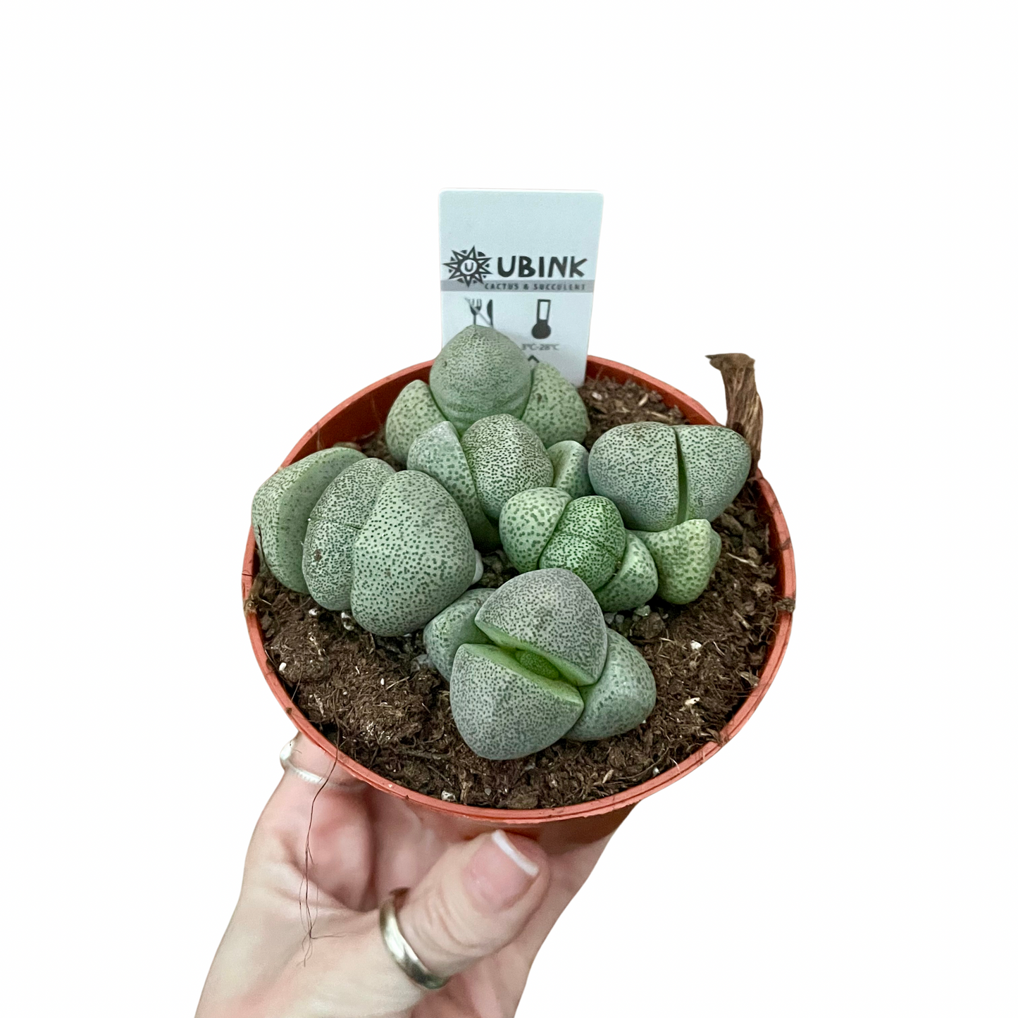 Living Stone/Lithops
