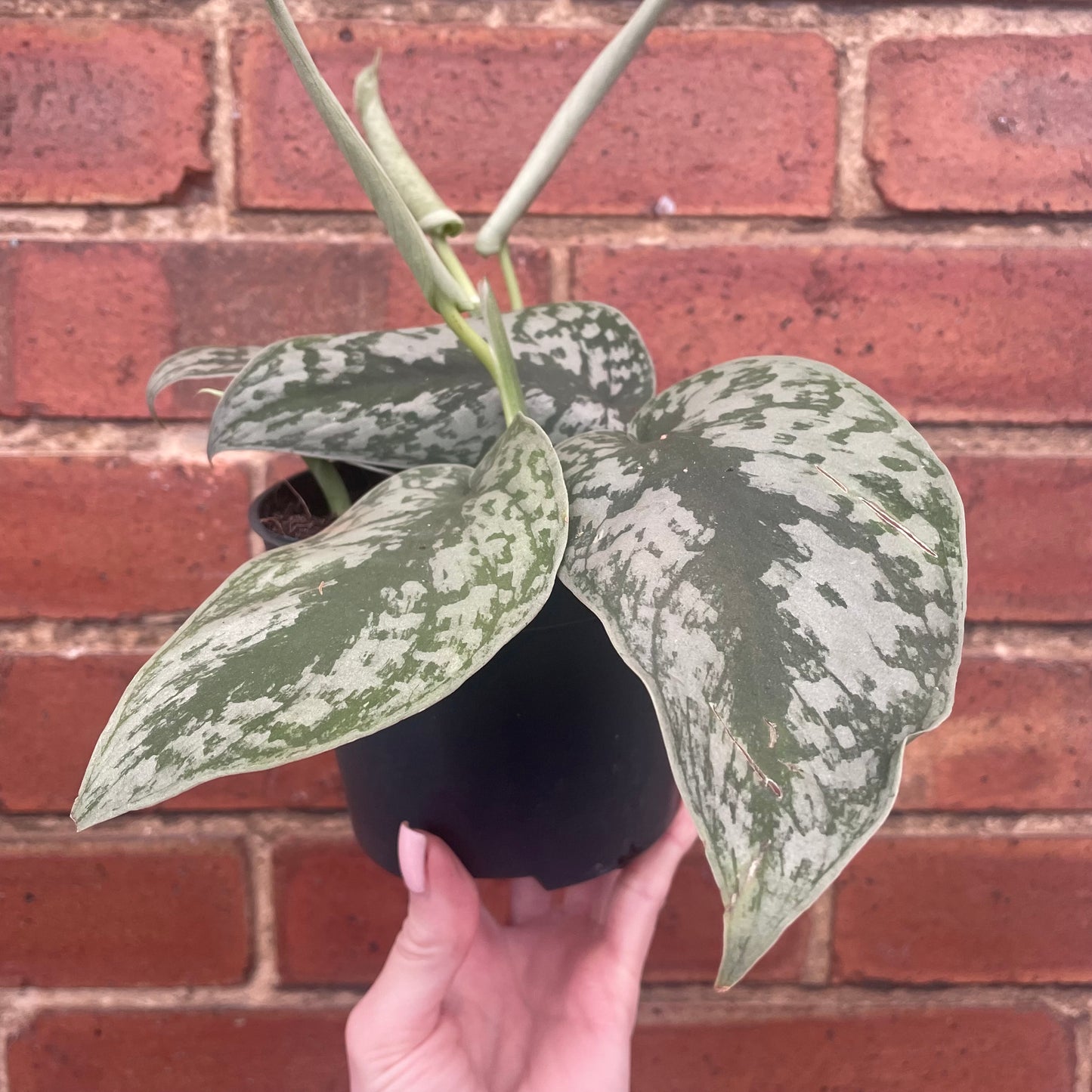 Scindapsus Pictus Silvery Ann Satin Pothos