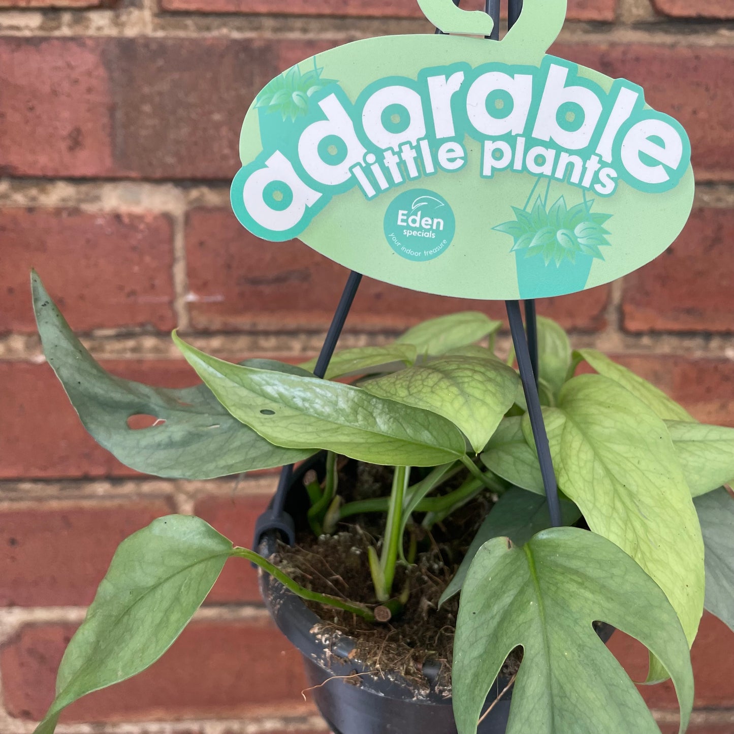 Cebu Blue Pothos