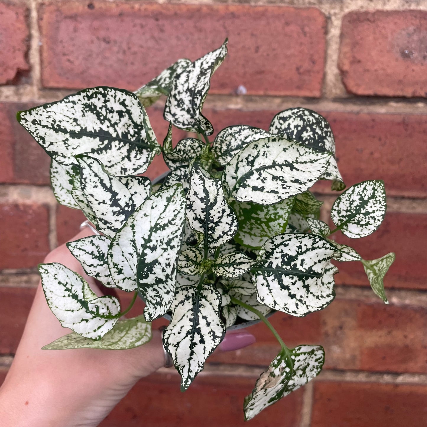 Hypoestes Phyllostachya Polka Dot Plant
