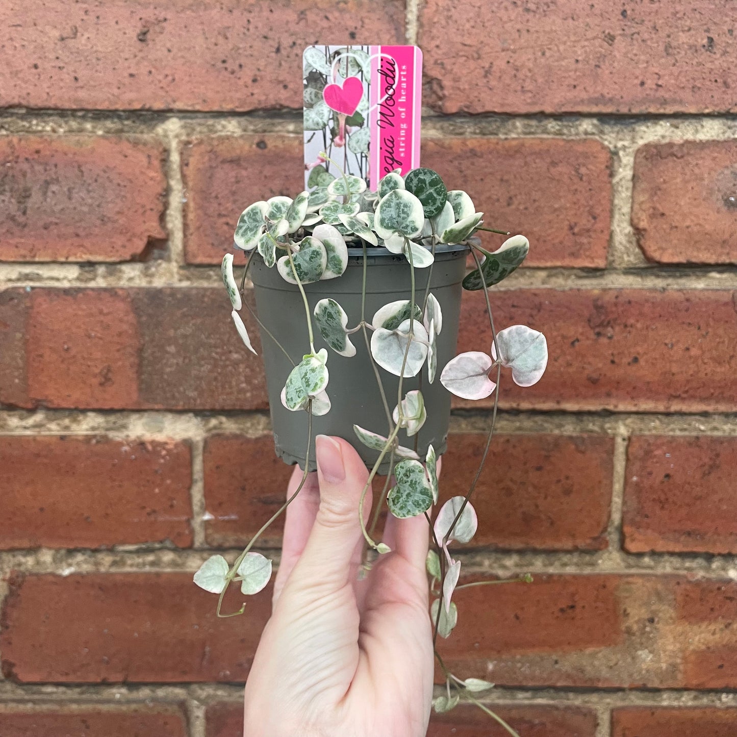 Variegated String of Hearts Ceropegia Woodii 8cm