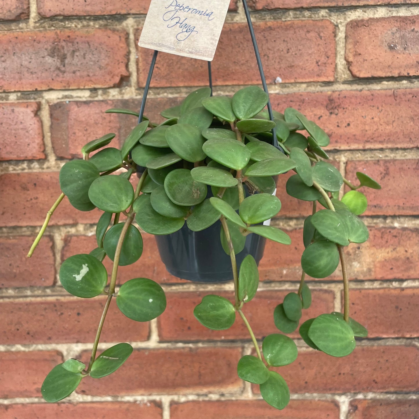 Peperomia Hope