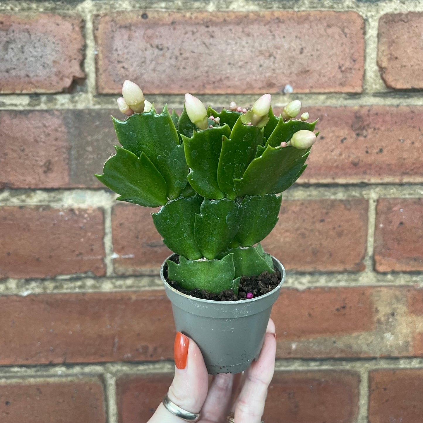 Baby Schlumbergera Christmas Cactus