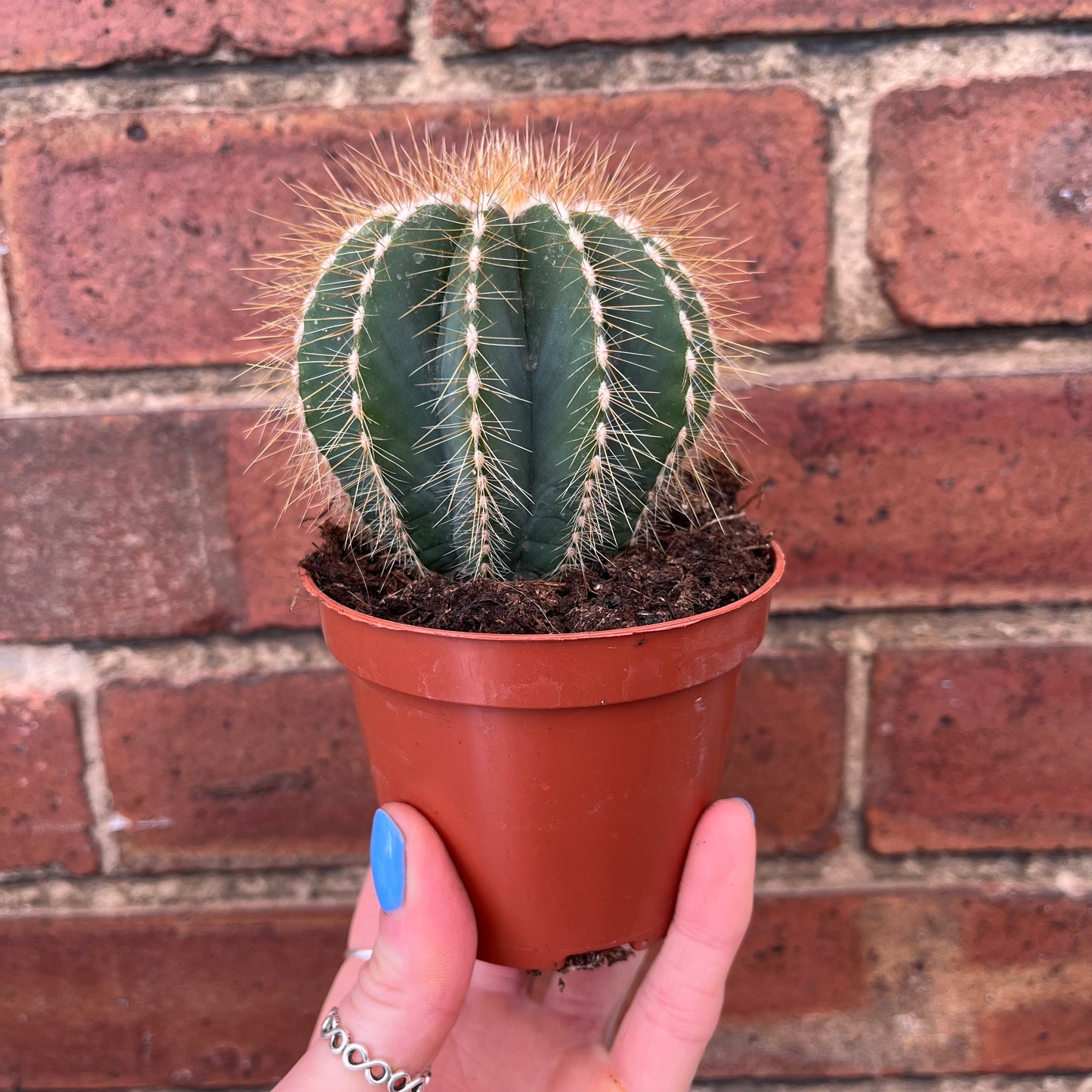 Cactus Mix