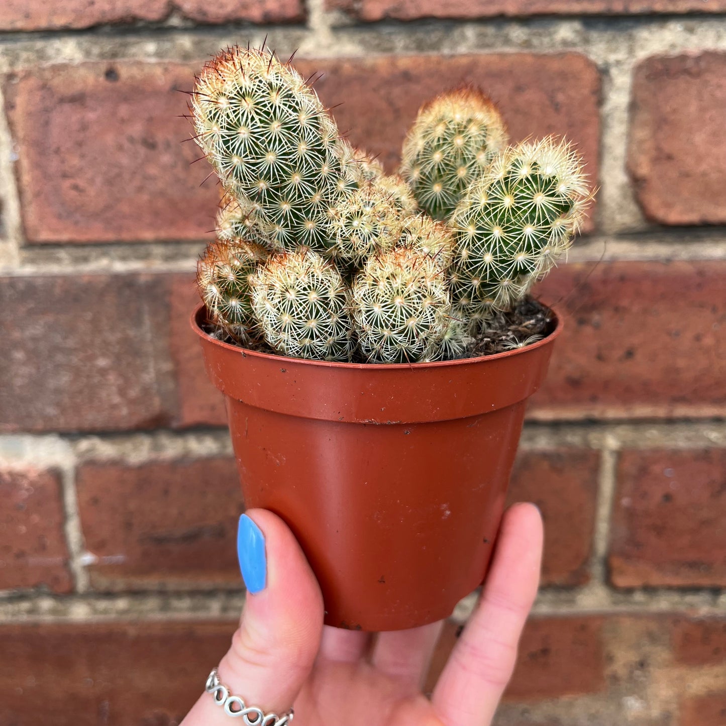 Cactus Mix
