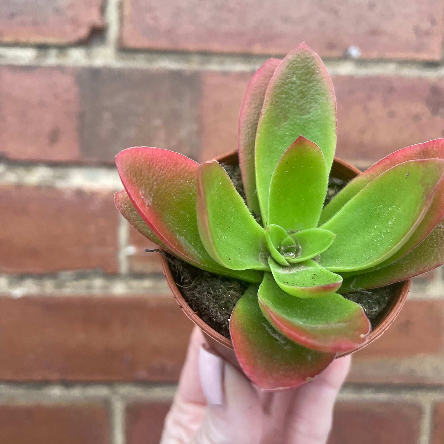 Crassula Capitella Campfire