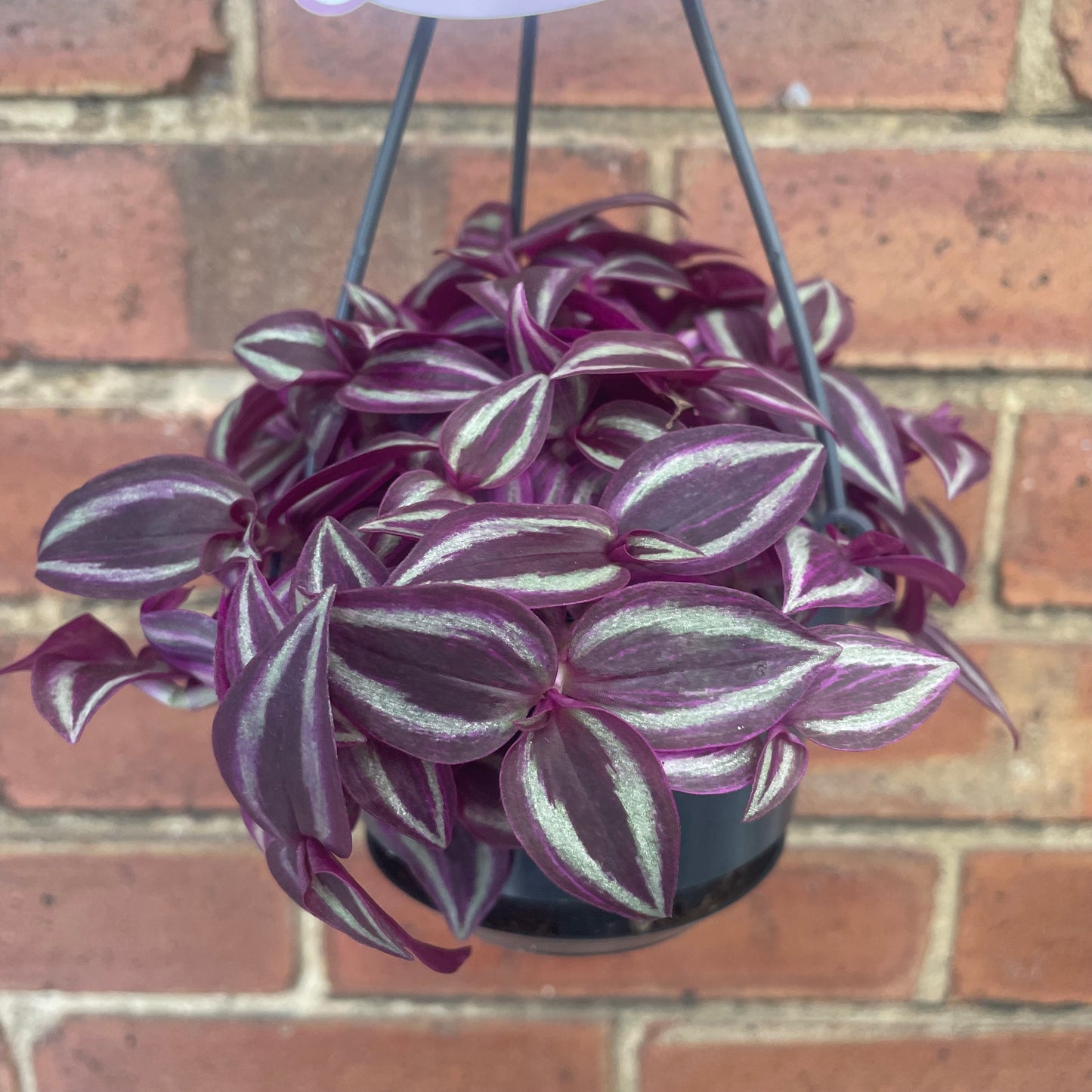 Hanging Tradescantia Zebrina