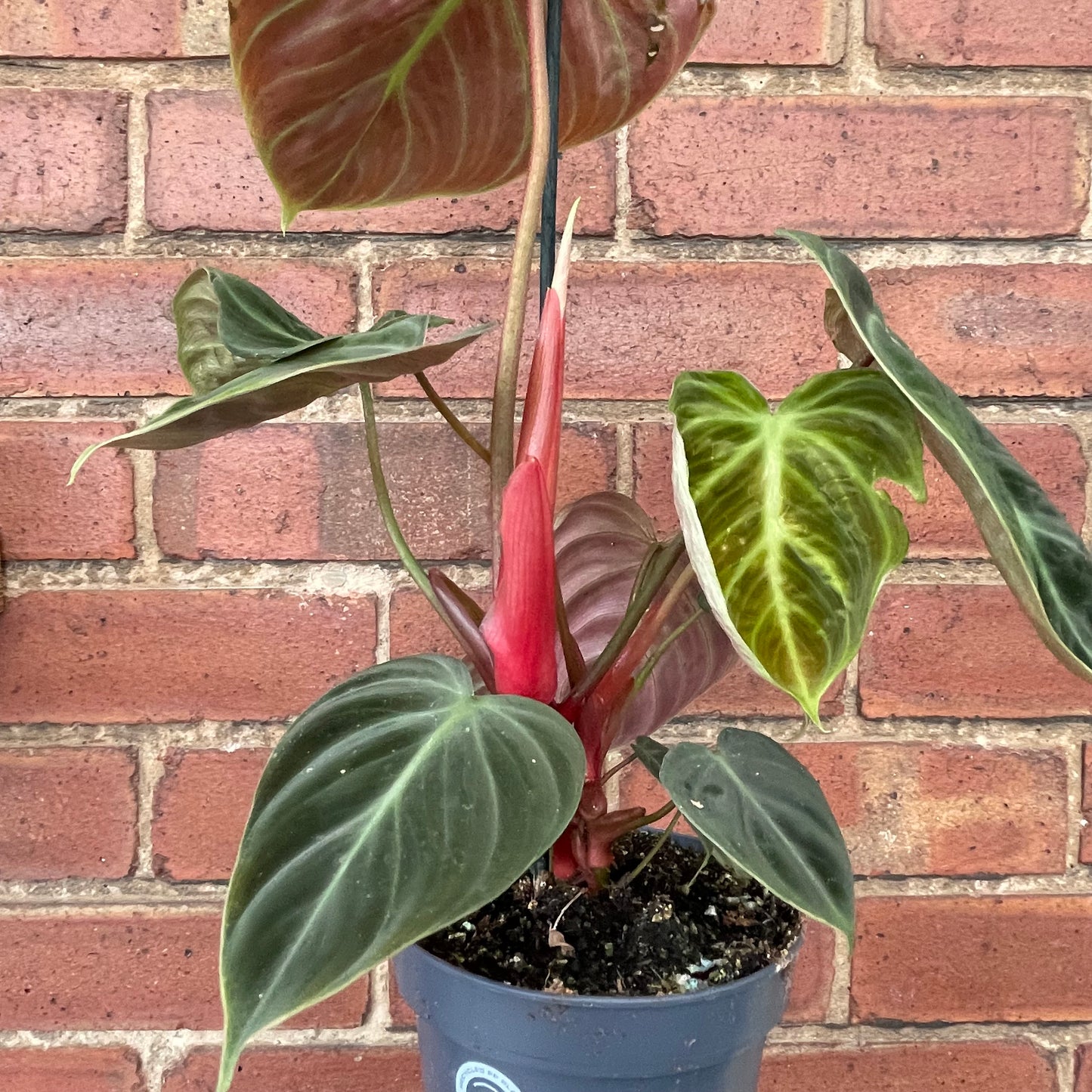 Philodendron El Choco Red