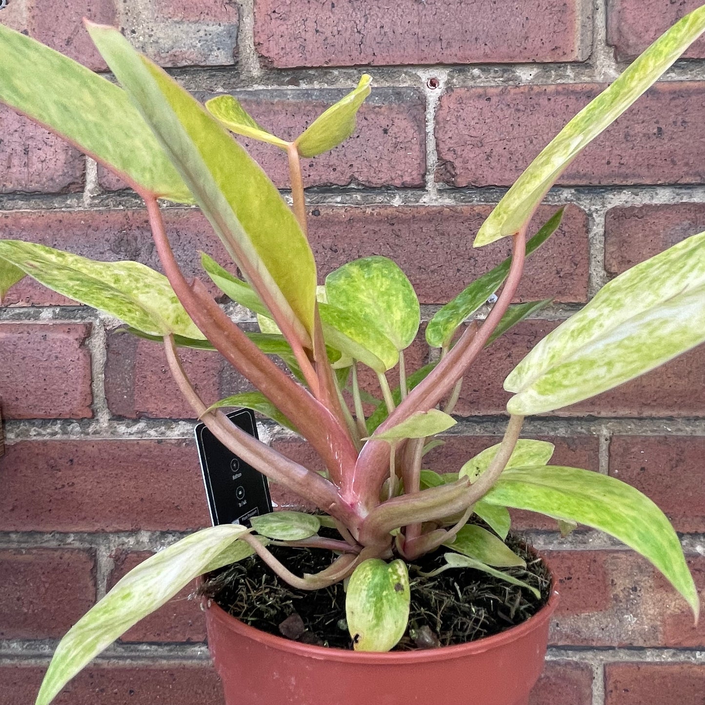 Philodendron Painted Lady