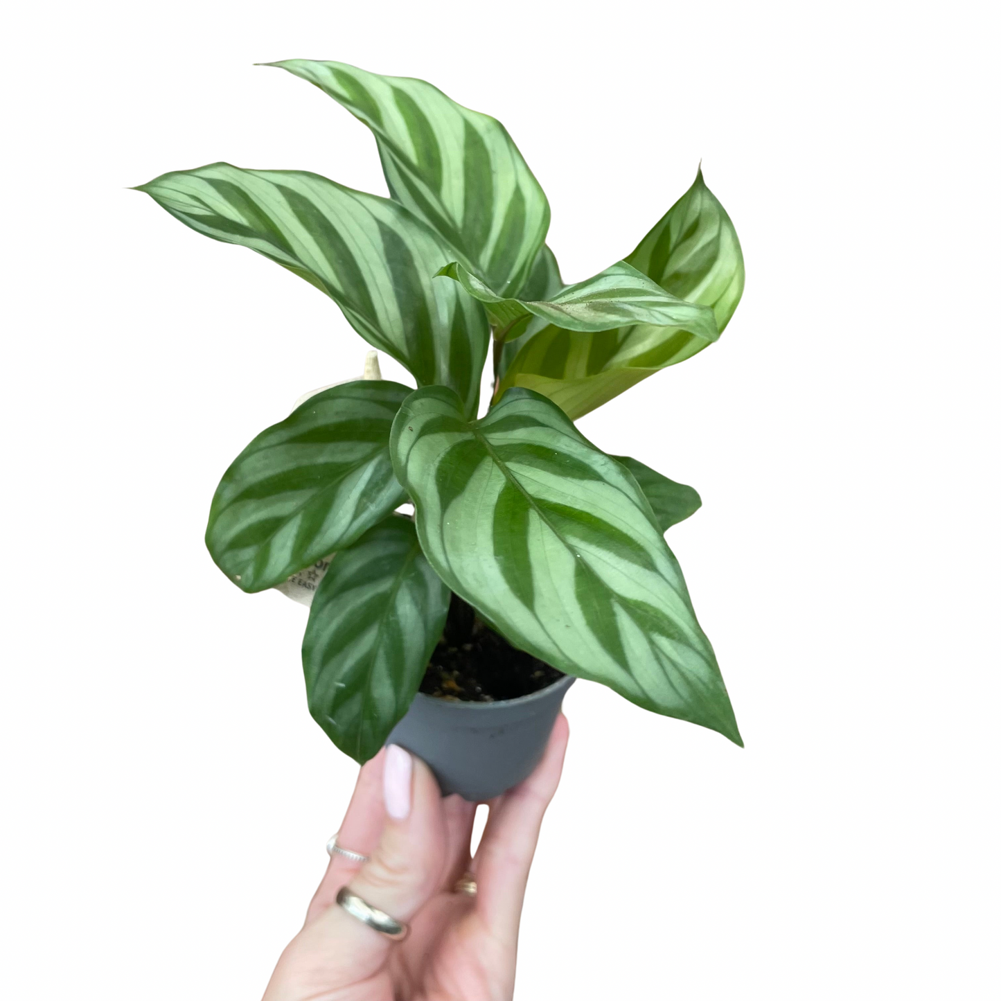 Baby Calathea Freddie Prayer Plant