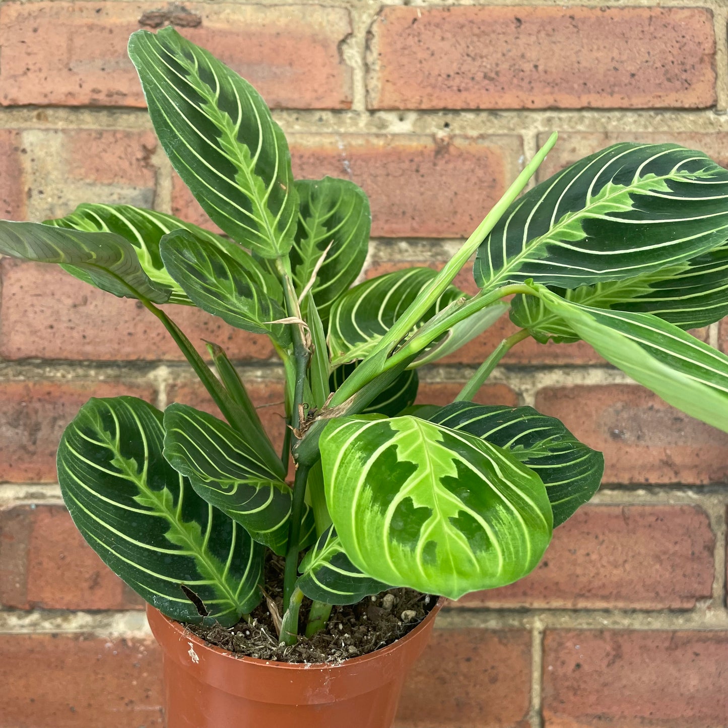 Maranta Lemon Lime Prayer Plant