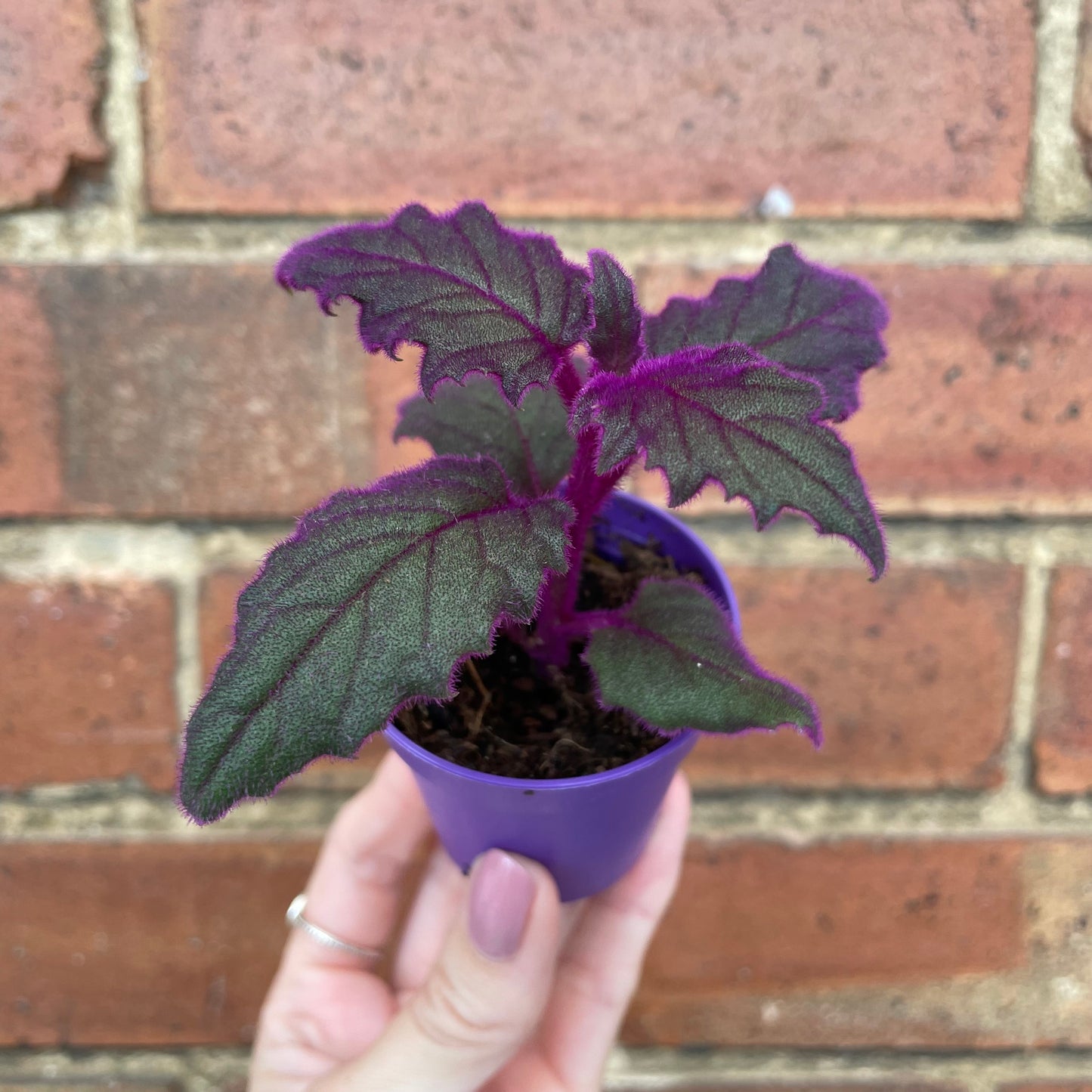 Baby Purple Passion Gynura Aurantiaca
