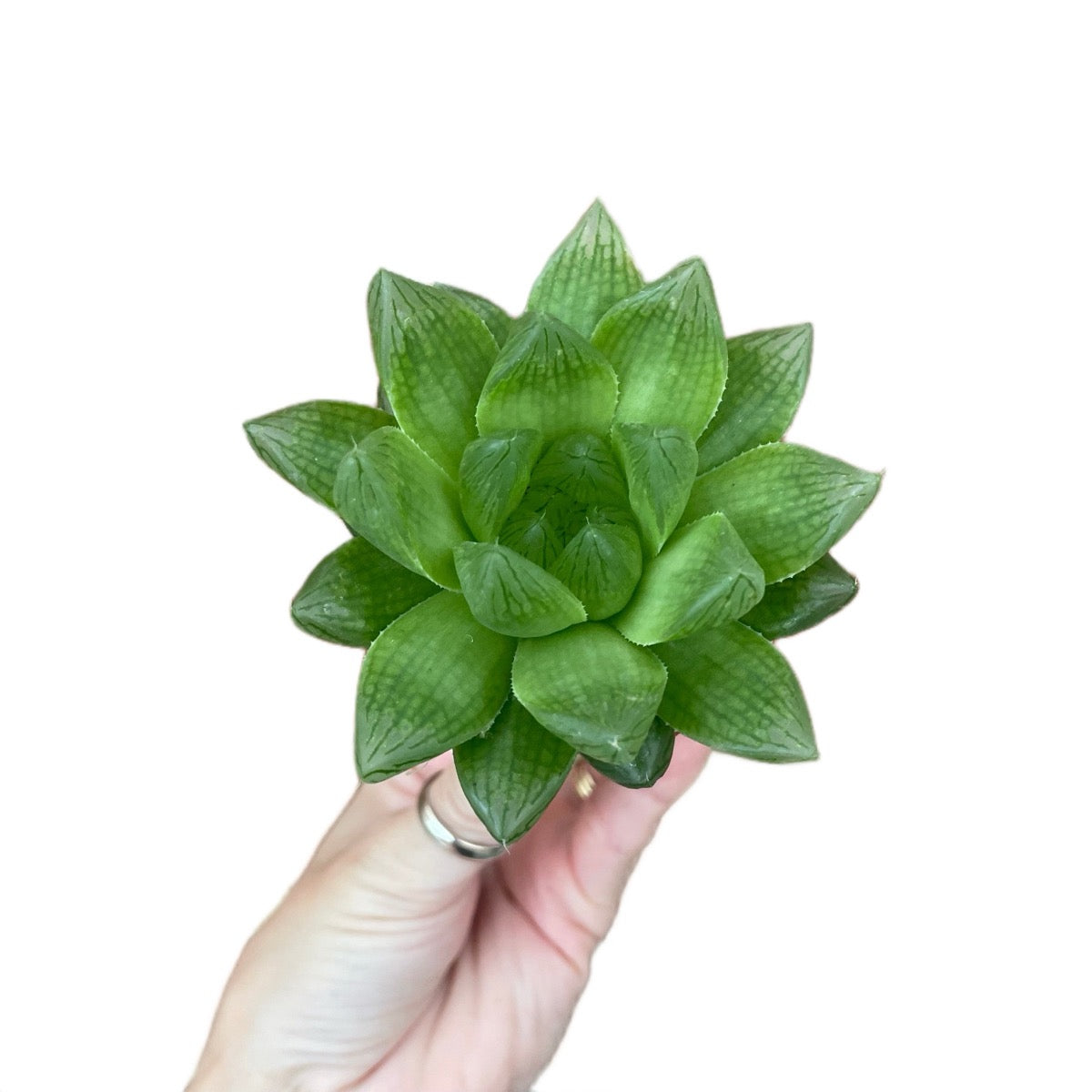 Baby Haworthia Cooperi
