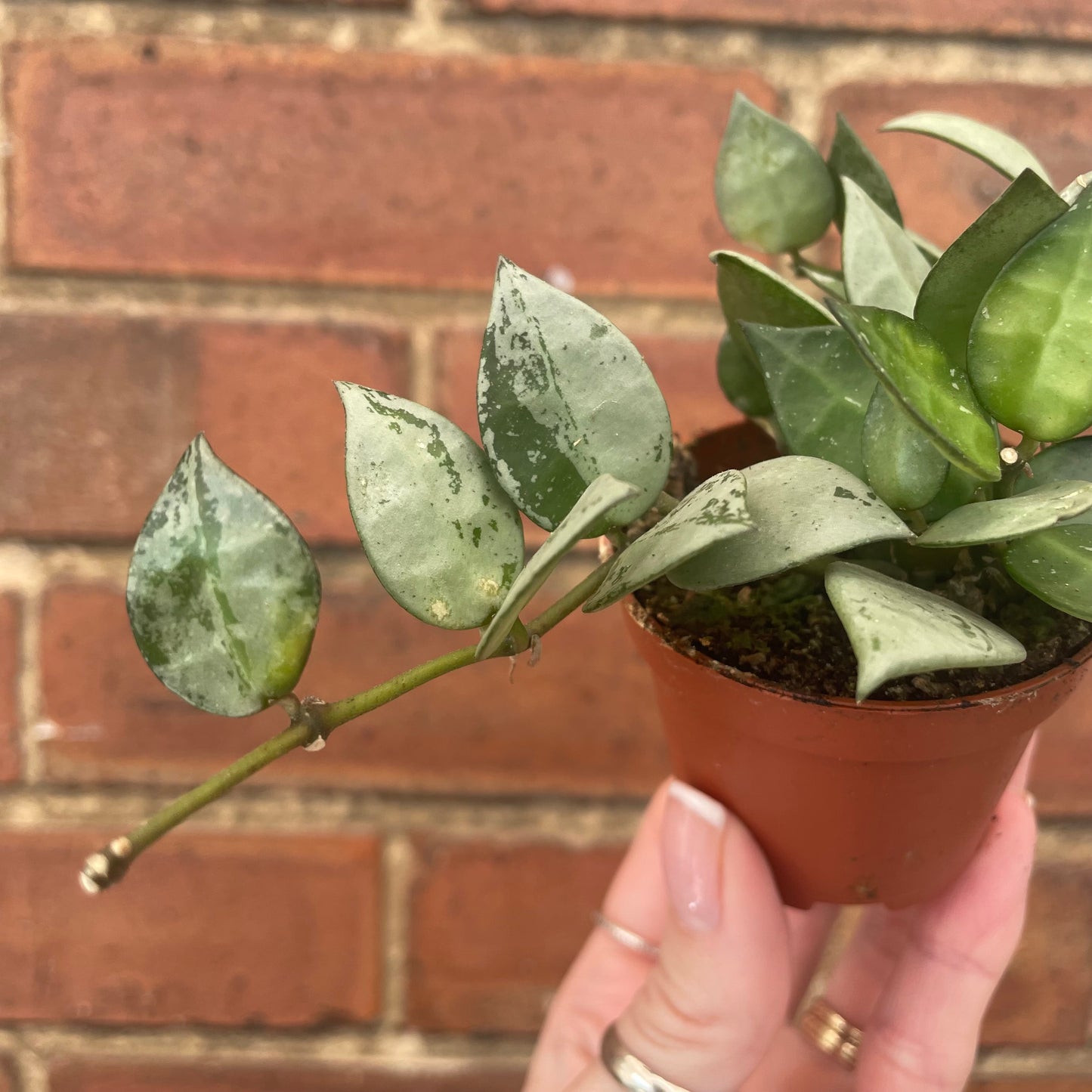Baby Hoya Krohniana Eskimo
