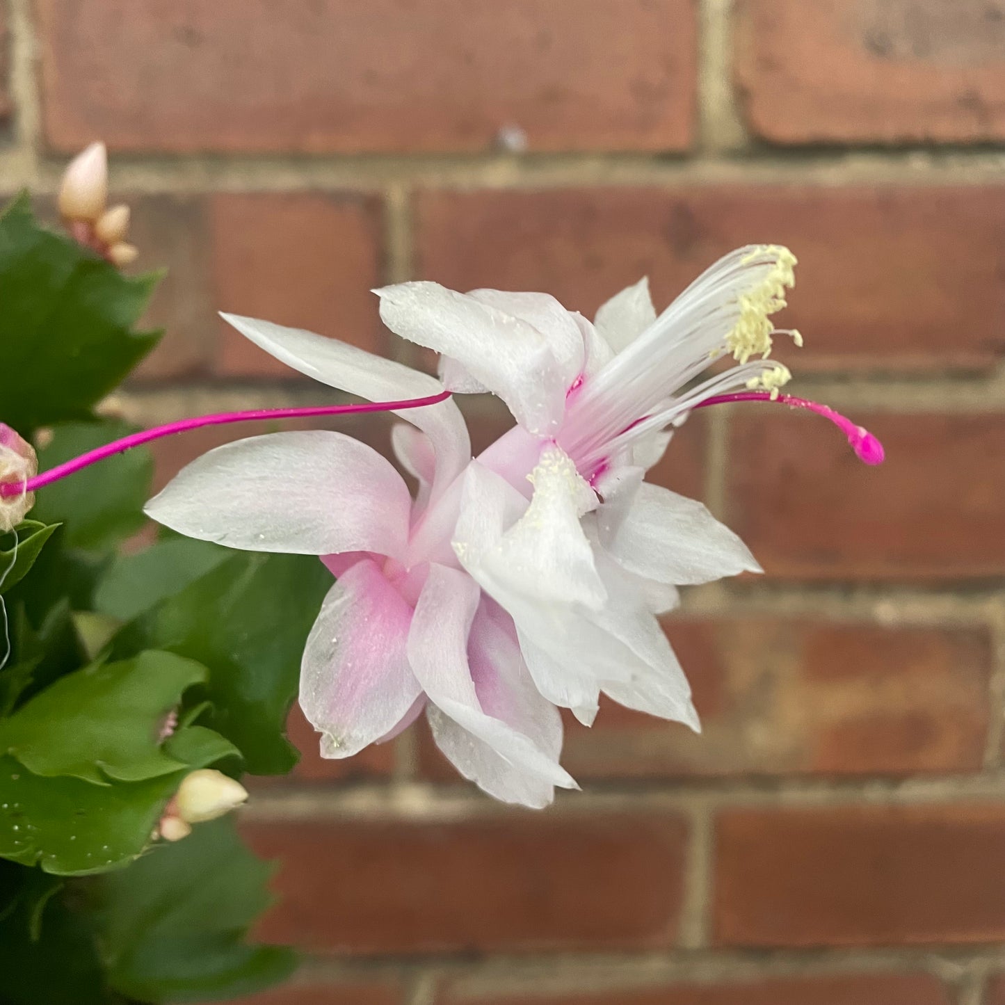 Schlumbergera Christmas Cactus