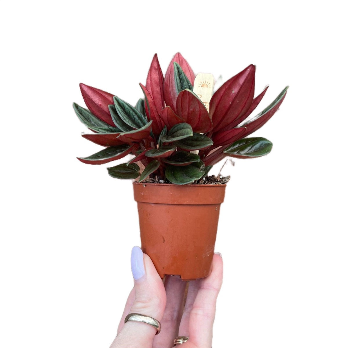 Baby Peperomia Caperata Rosso