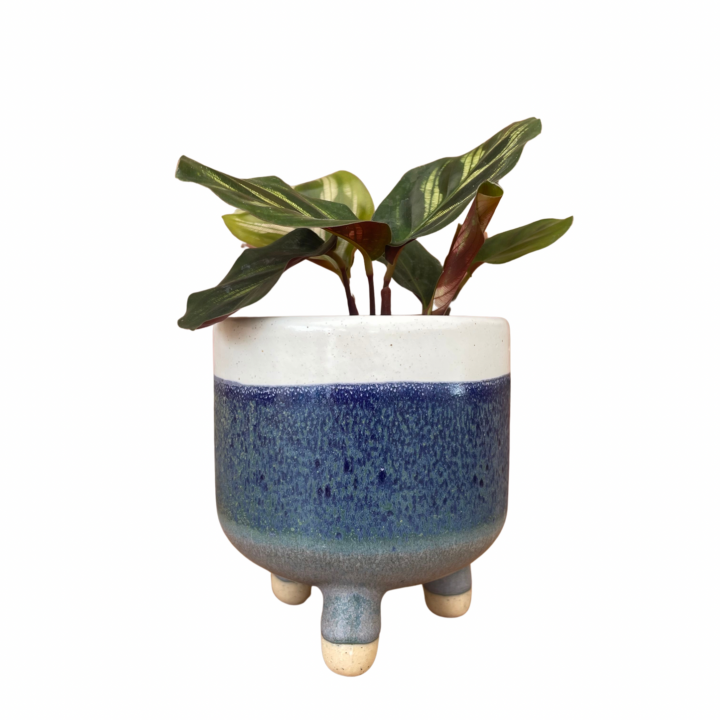 Blue Leg Mini Plant Pot