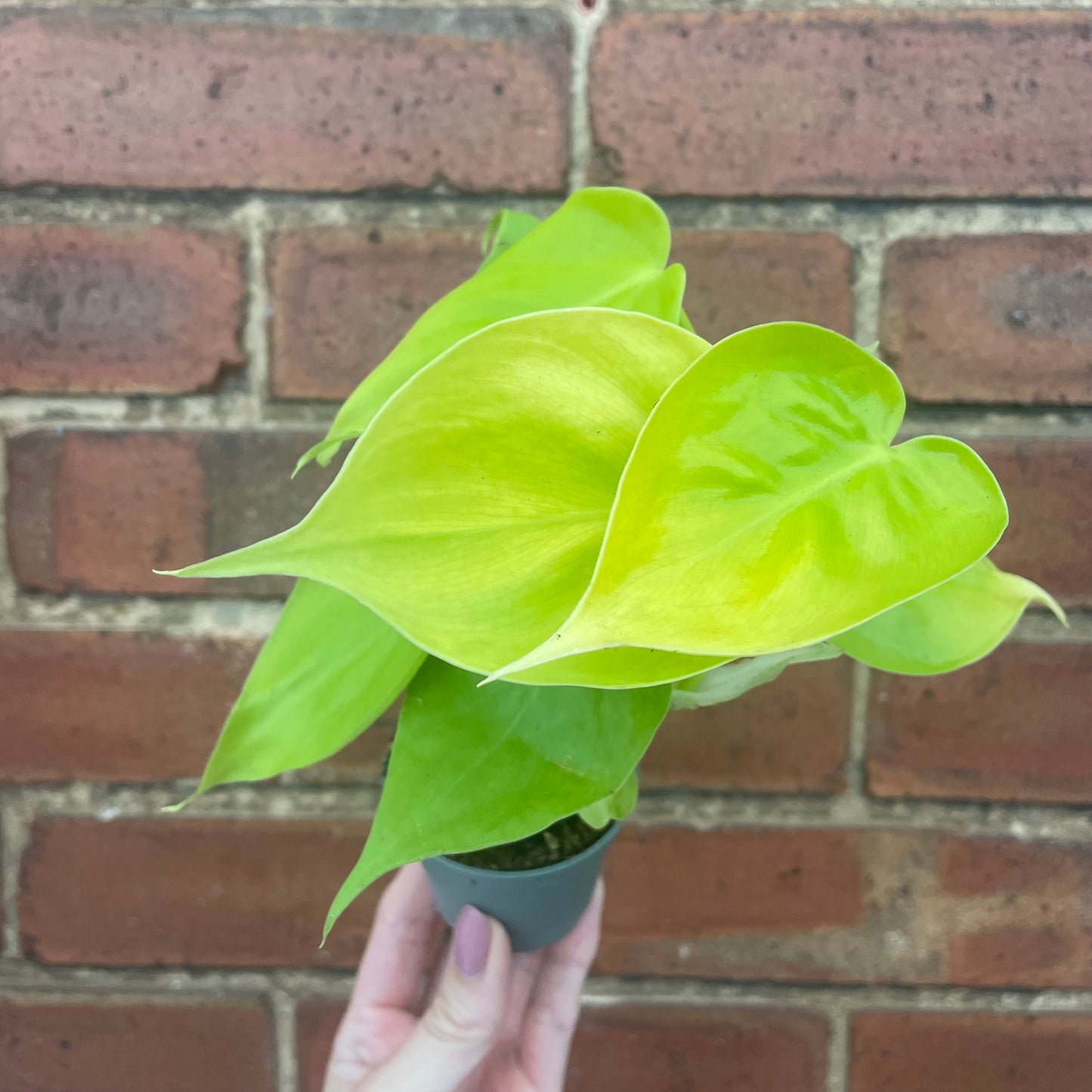 Baby Philodendron Micans Lime