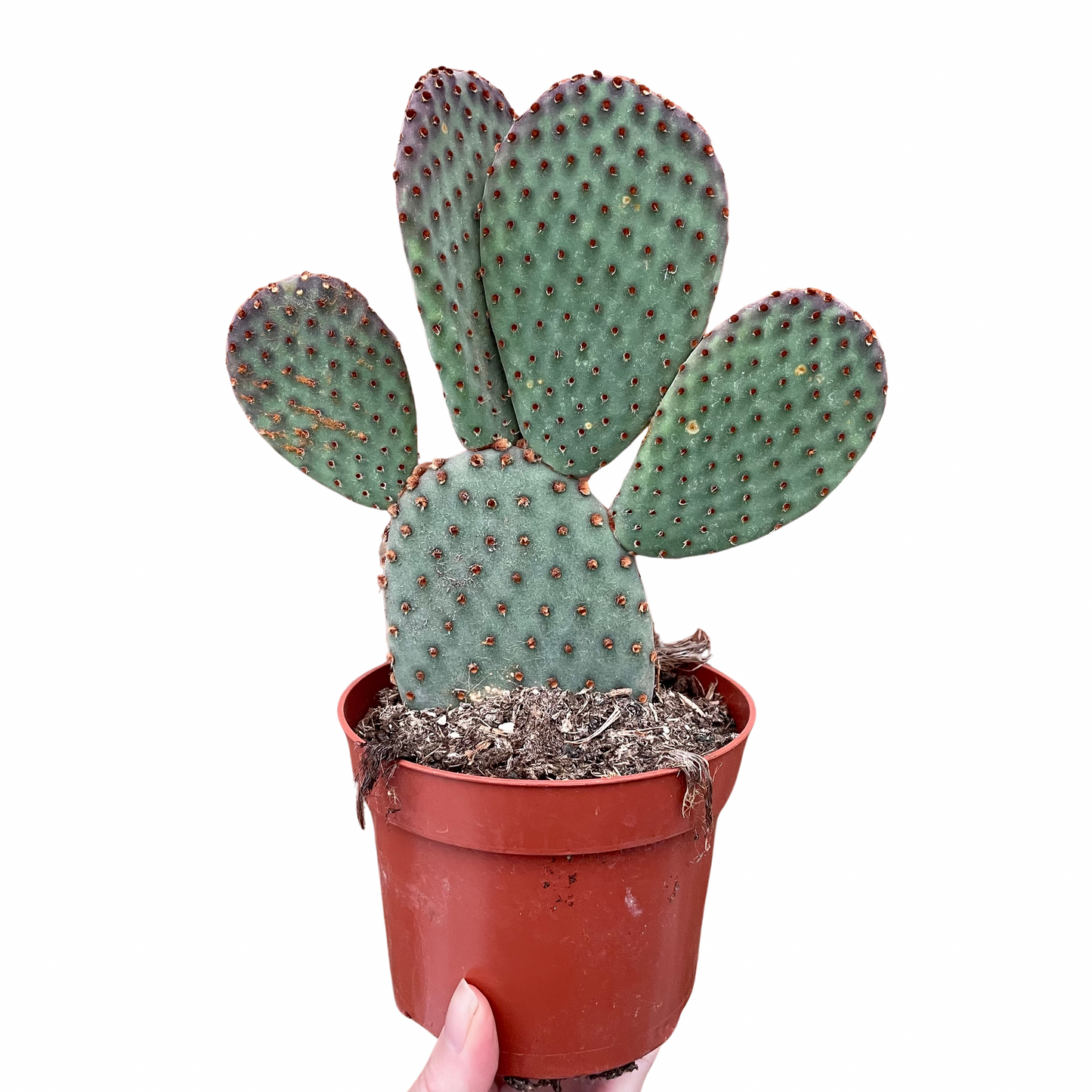 Optunia Microdasys Bunny Ears Cactus