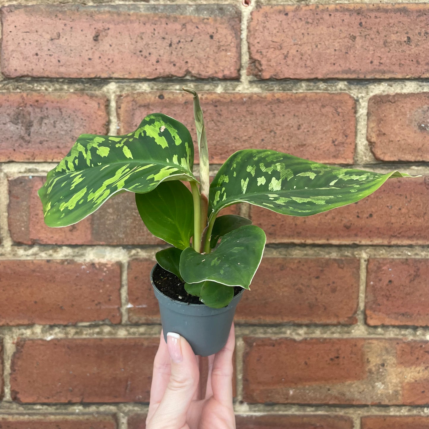 Baby Homalomena Camouflage