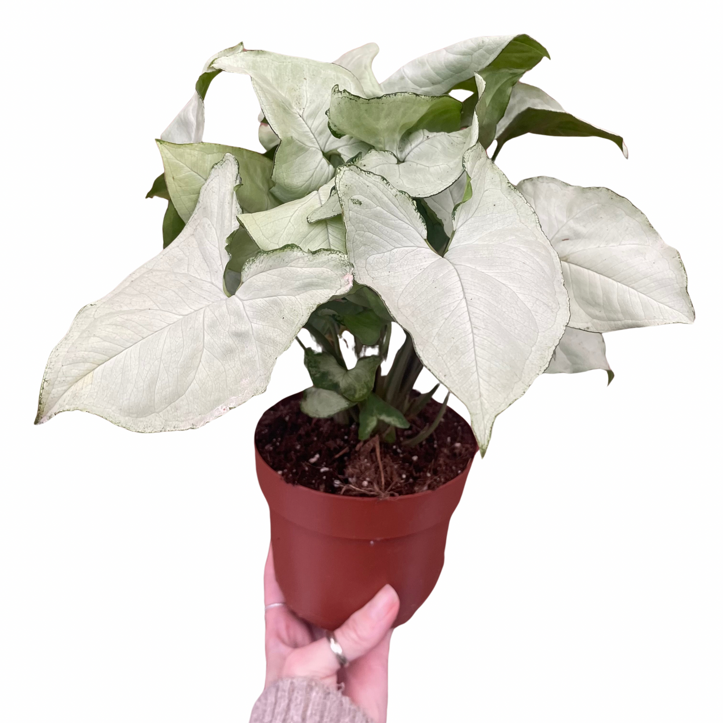Syngonium Podophyllum Arrowhead