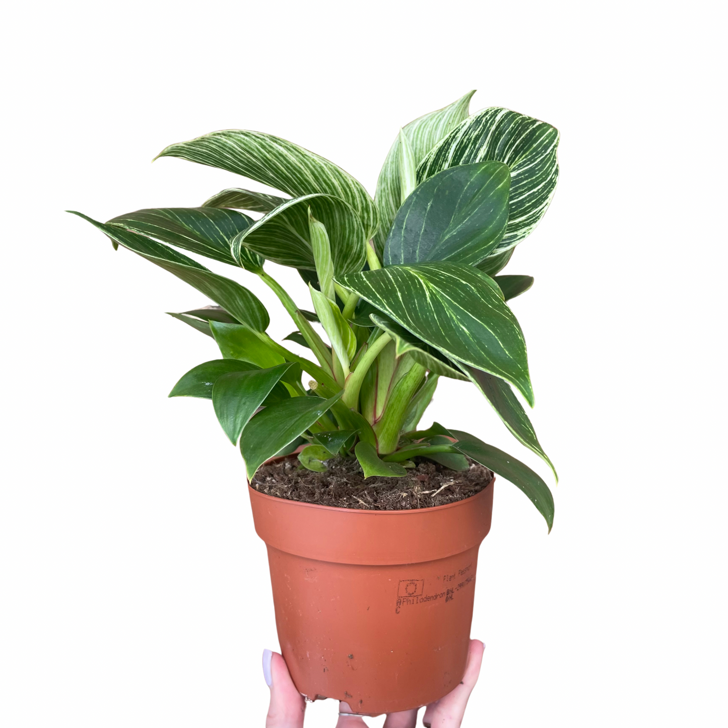 Philodendron Birkin White Wave 12cm Pot
