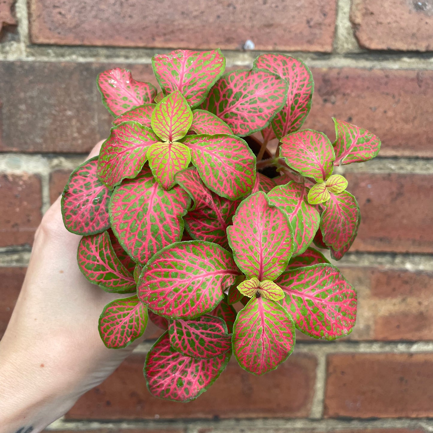 Fittonia Nerve Plant
