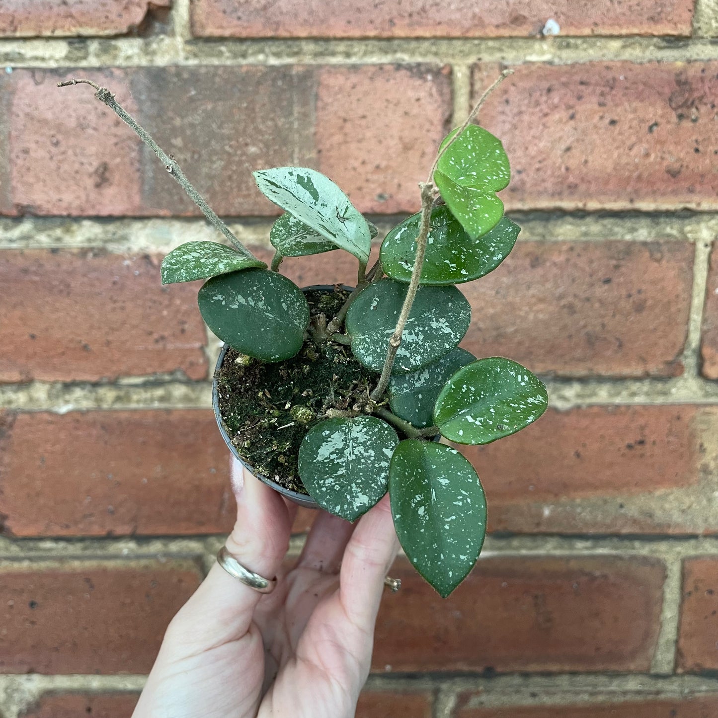 Baby Hoya Mathilde Splash
