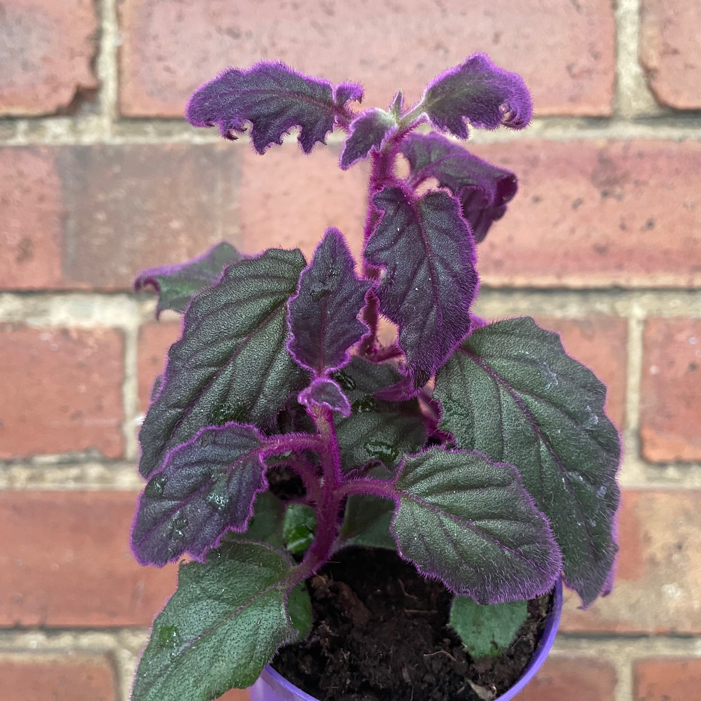 Purple Passion Gynura Aurantiaca