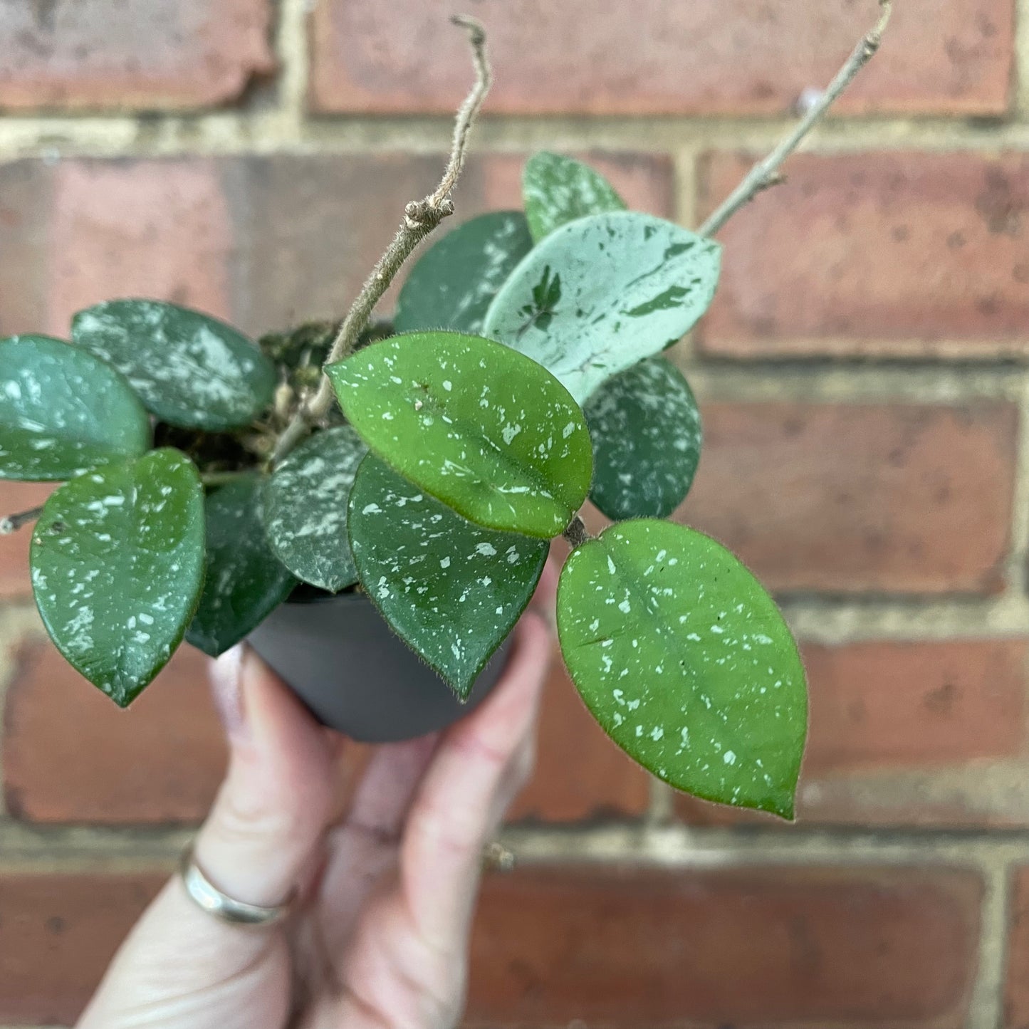 Baby Hoya Mathilde Splash