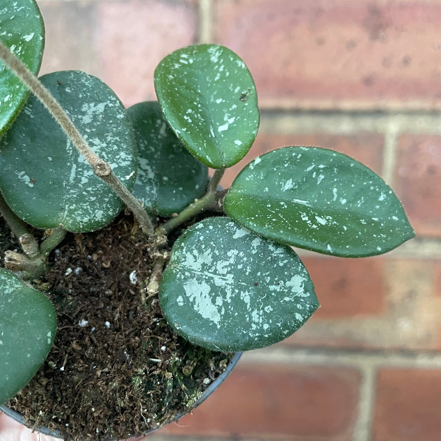 Baby Hoya Mathilde Splash