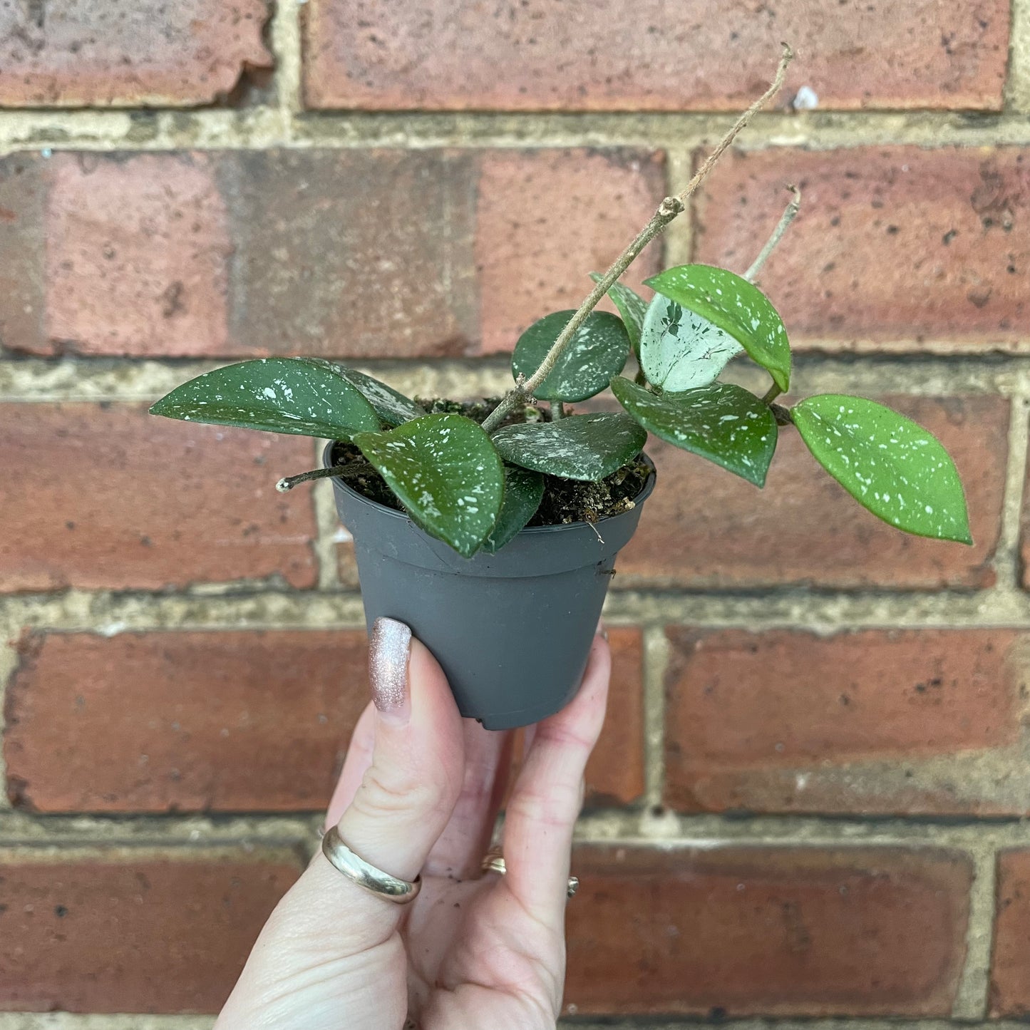 Baby Hoya Mathilde Splash