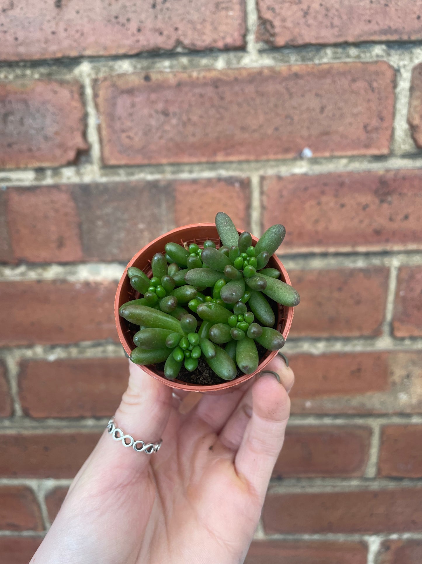 Succulent Mix Mystery Box