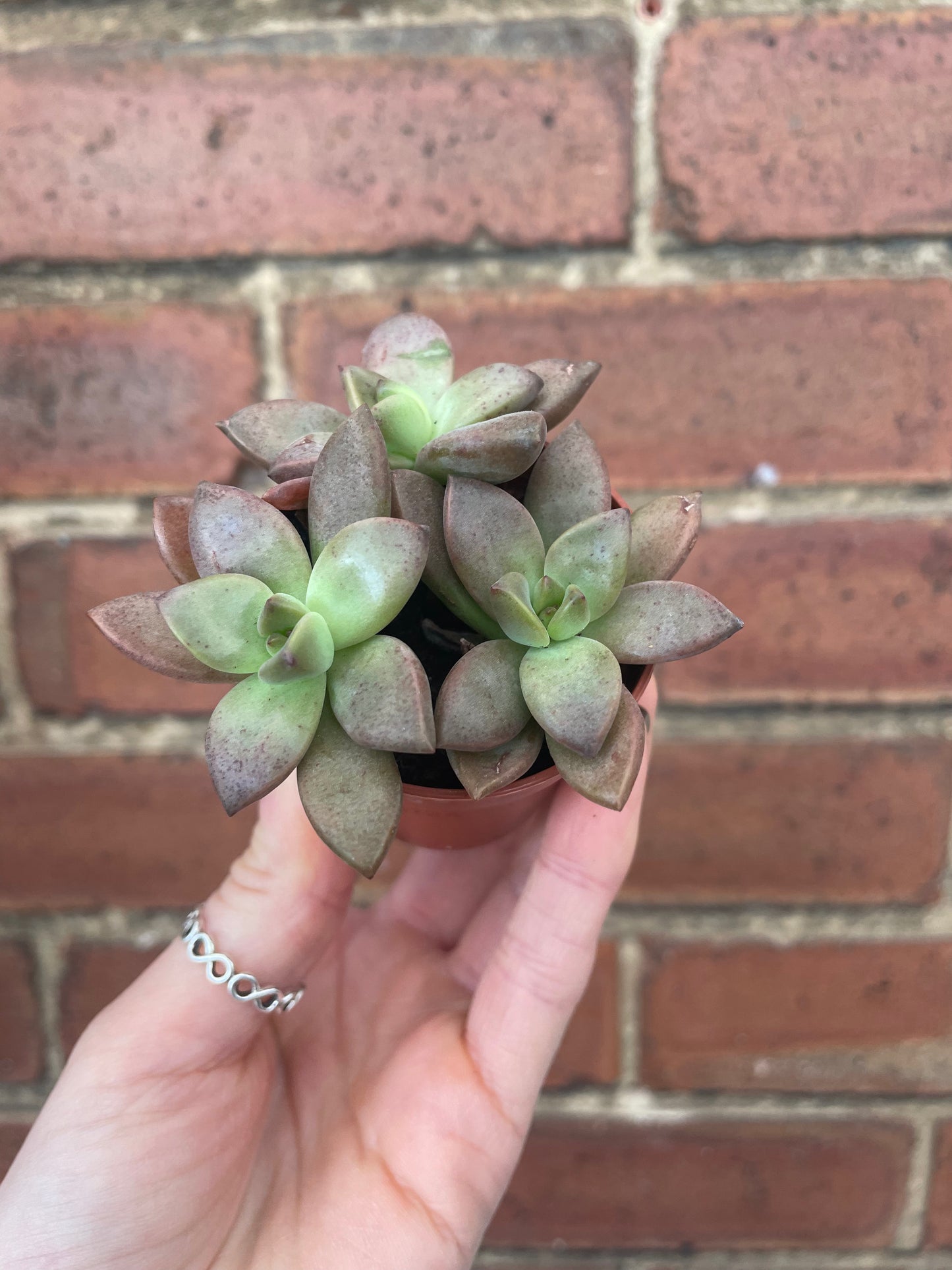 Succulent Mix Mystery Box