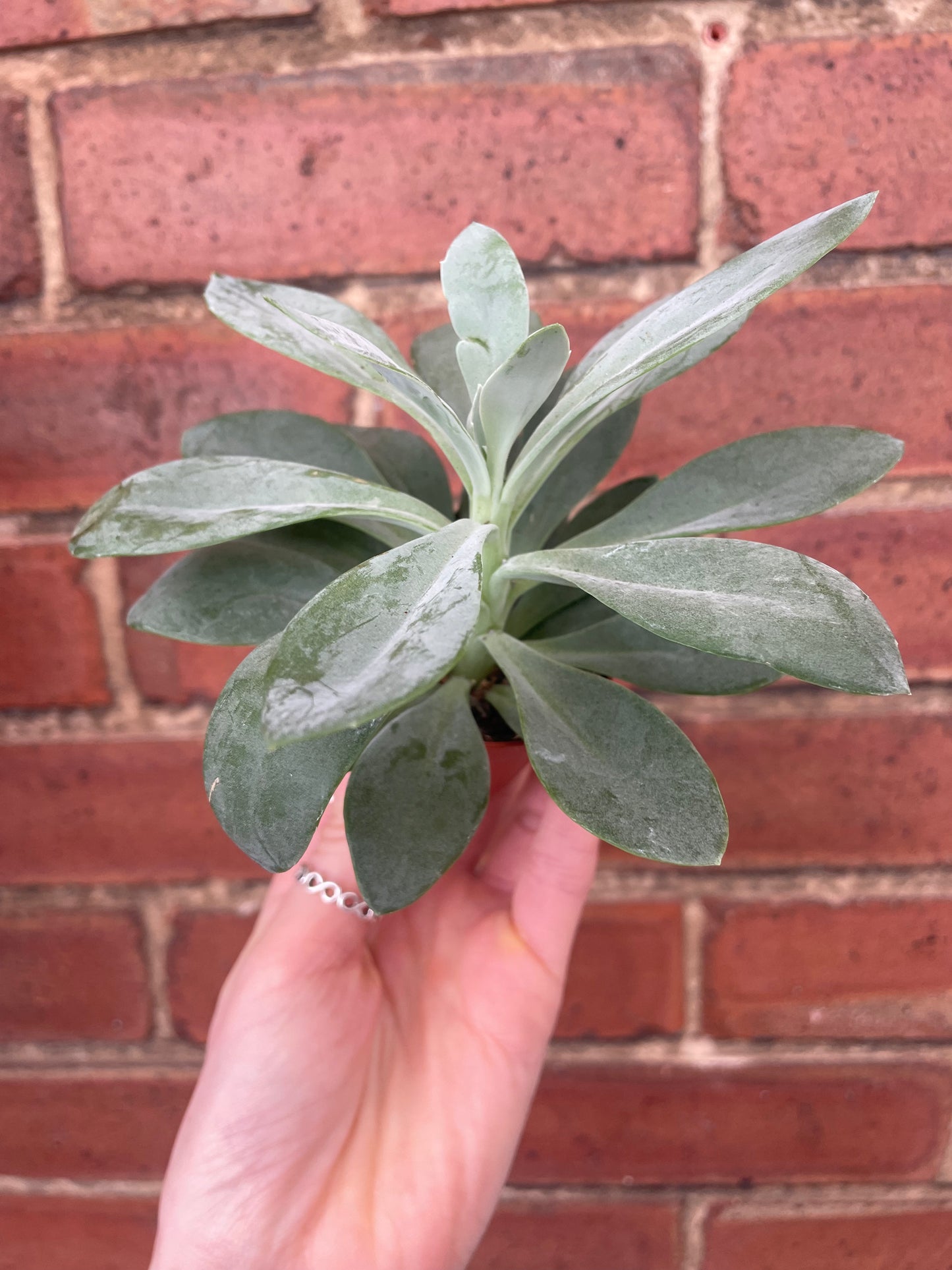 Succulent Mix Mystery Box