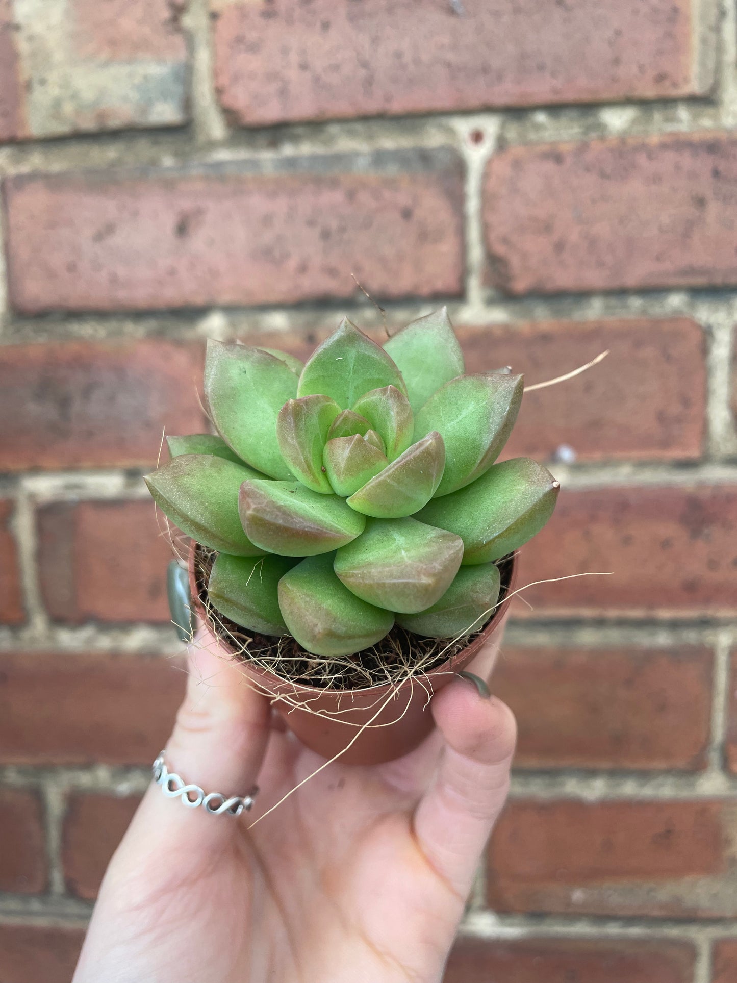 Succulent Mix Mystery Box
