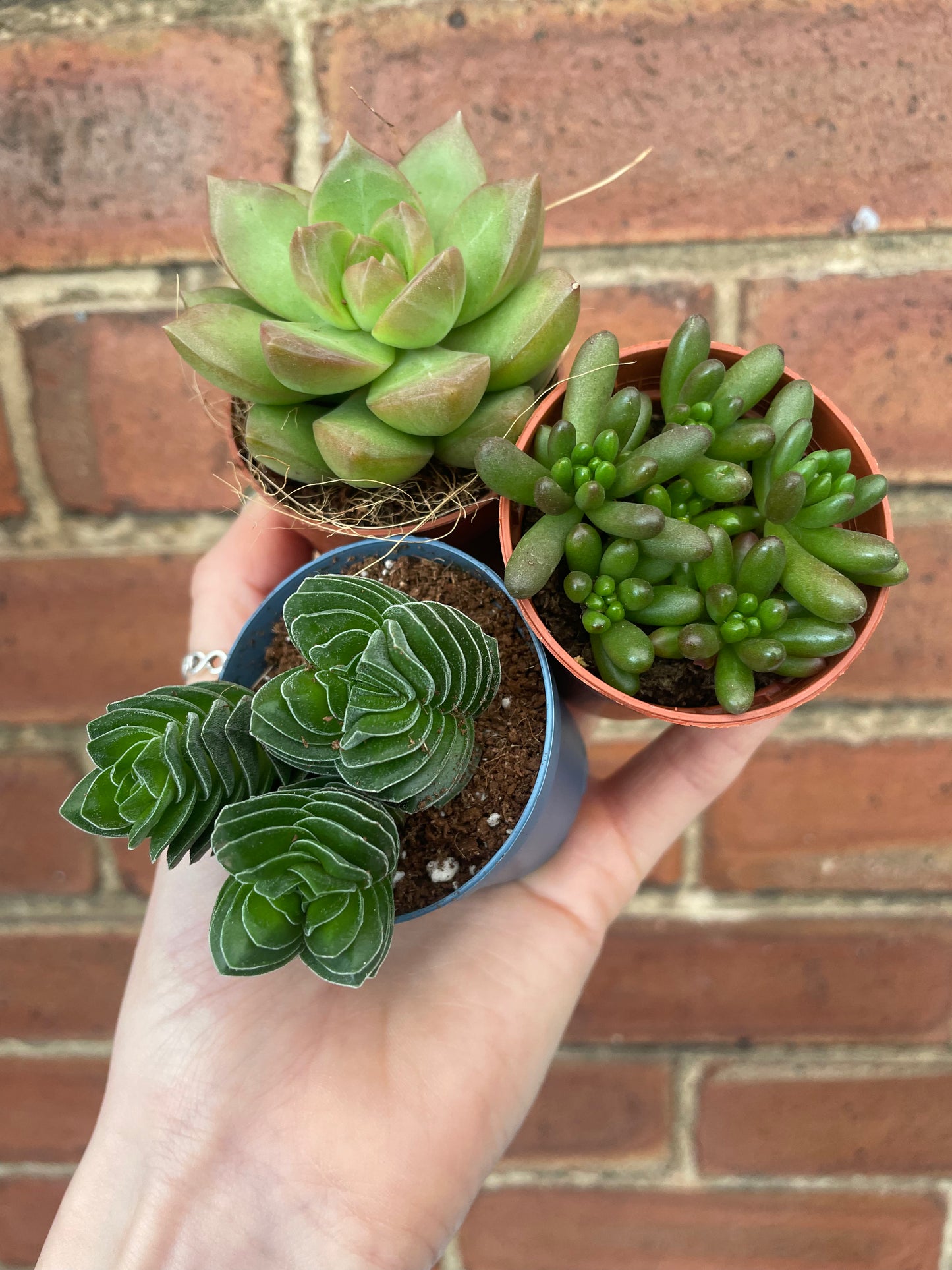 Succulent Mix Mystery Box
